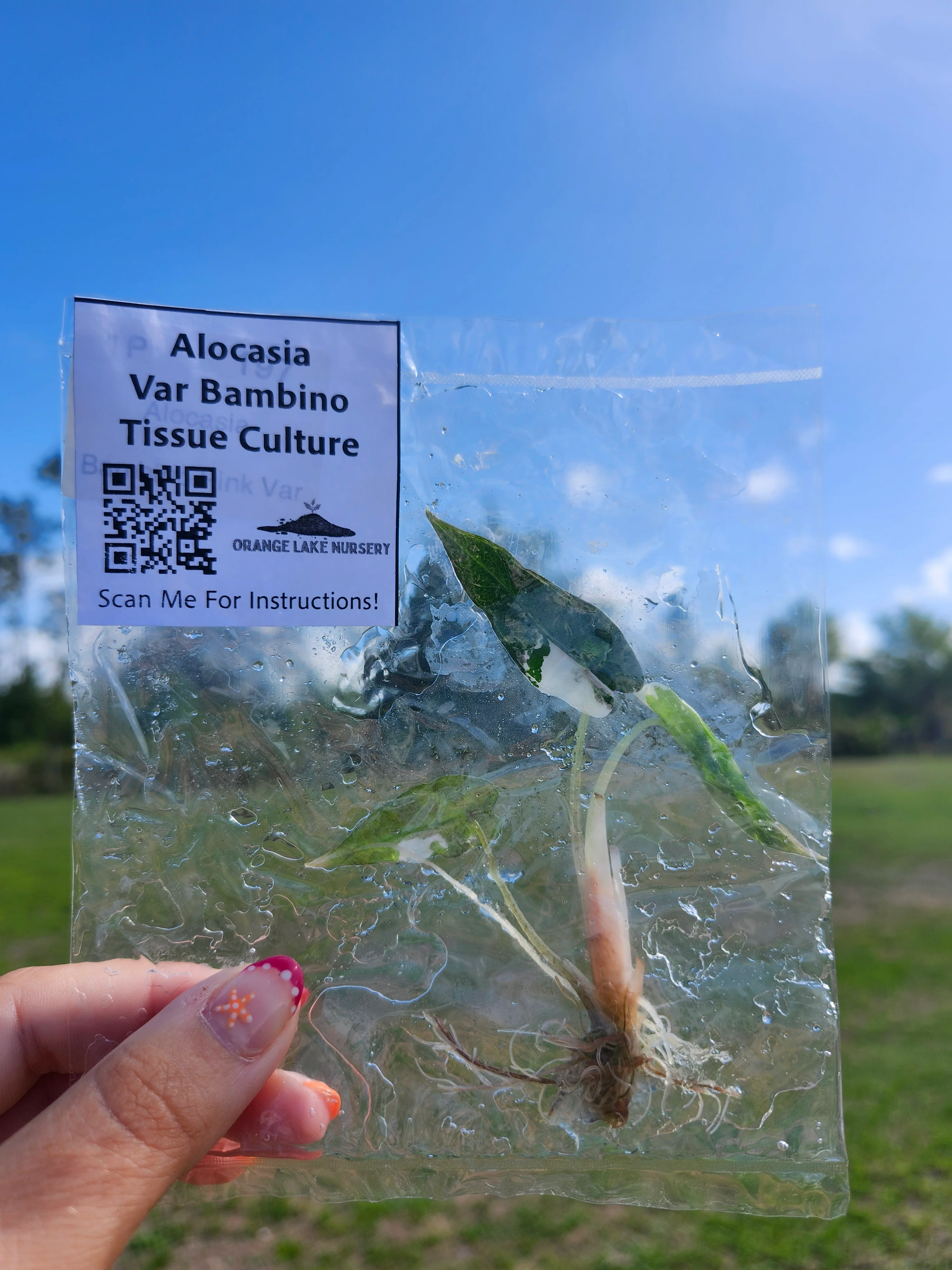 Alocasia Variegated Bambino Tissue Culture - Image 5
