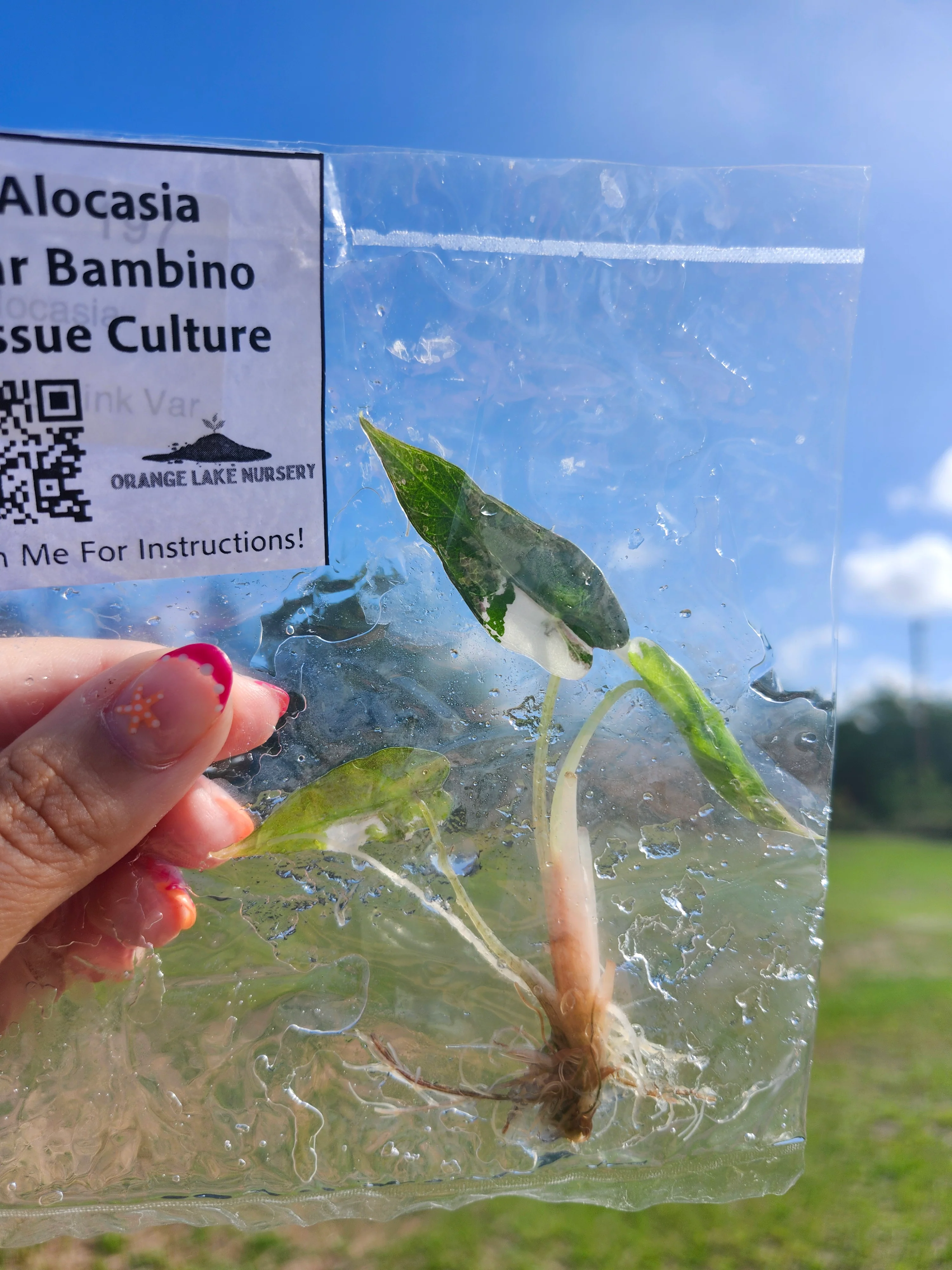 Alocasia Variegated Bambino Tissue Culture - Image 6