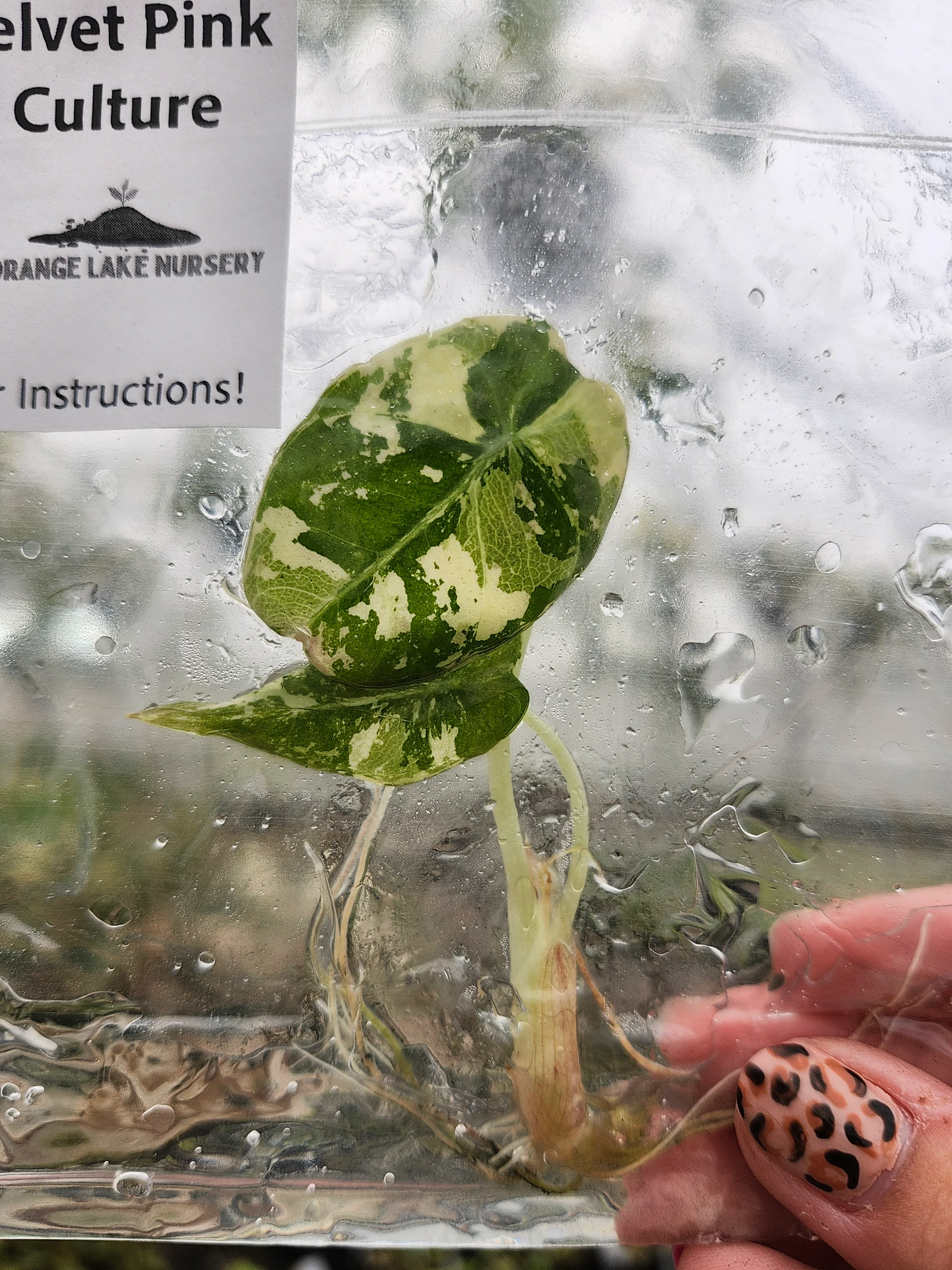 Alocasia Variegated Black Velvet (Pink) Tissue Culture - Image 2