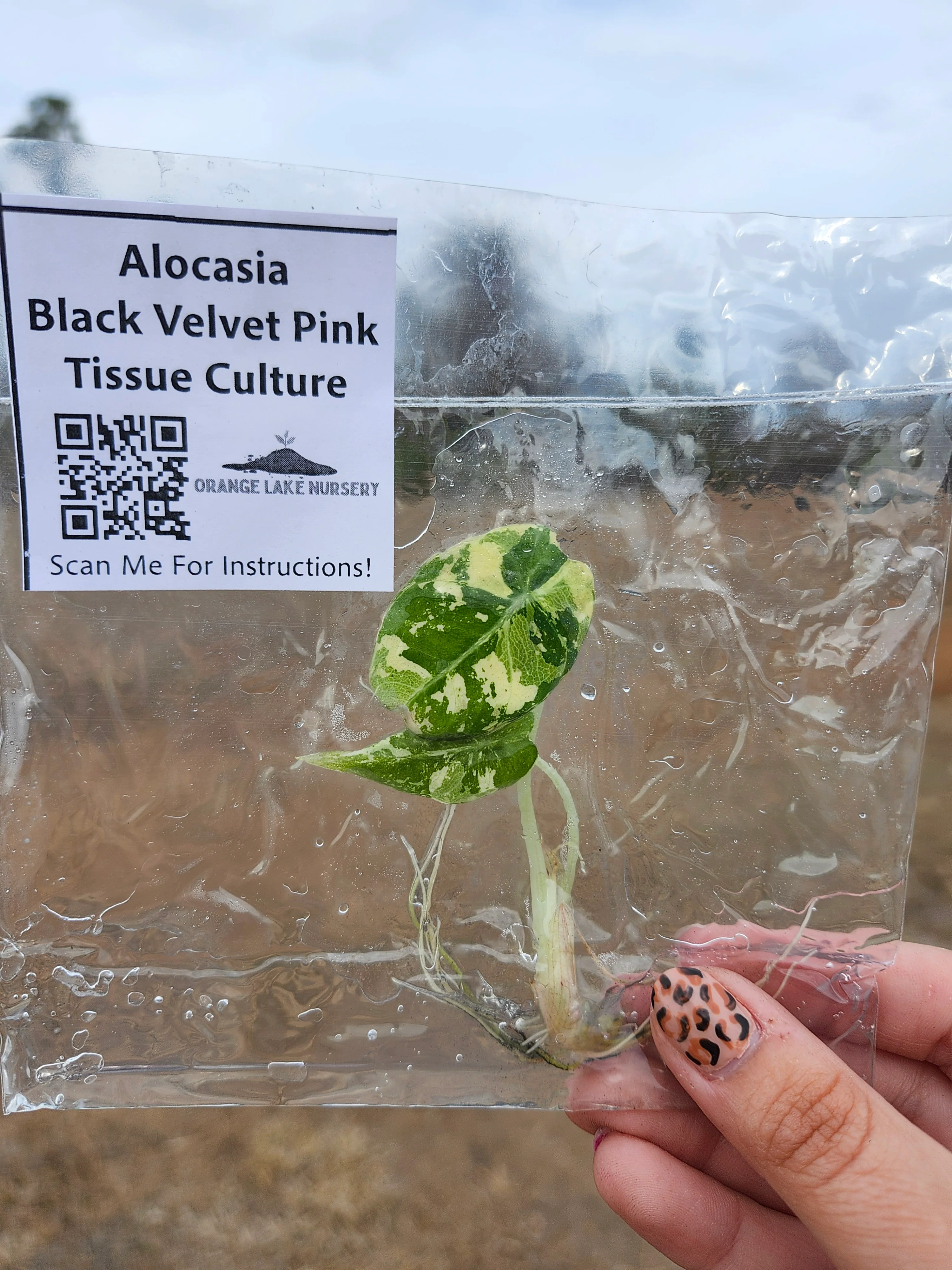 Alocasia Variegated Black Velvet (Pink) Tissue Culture - Image 6