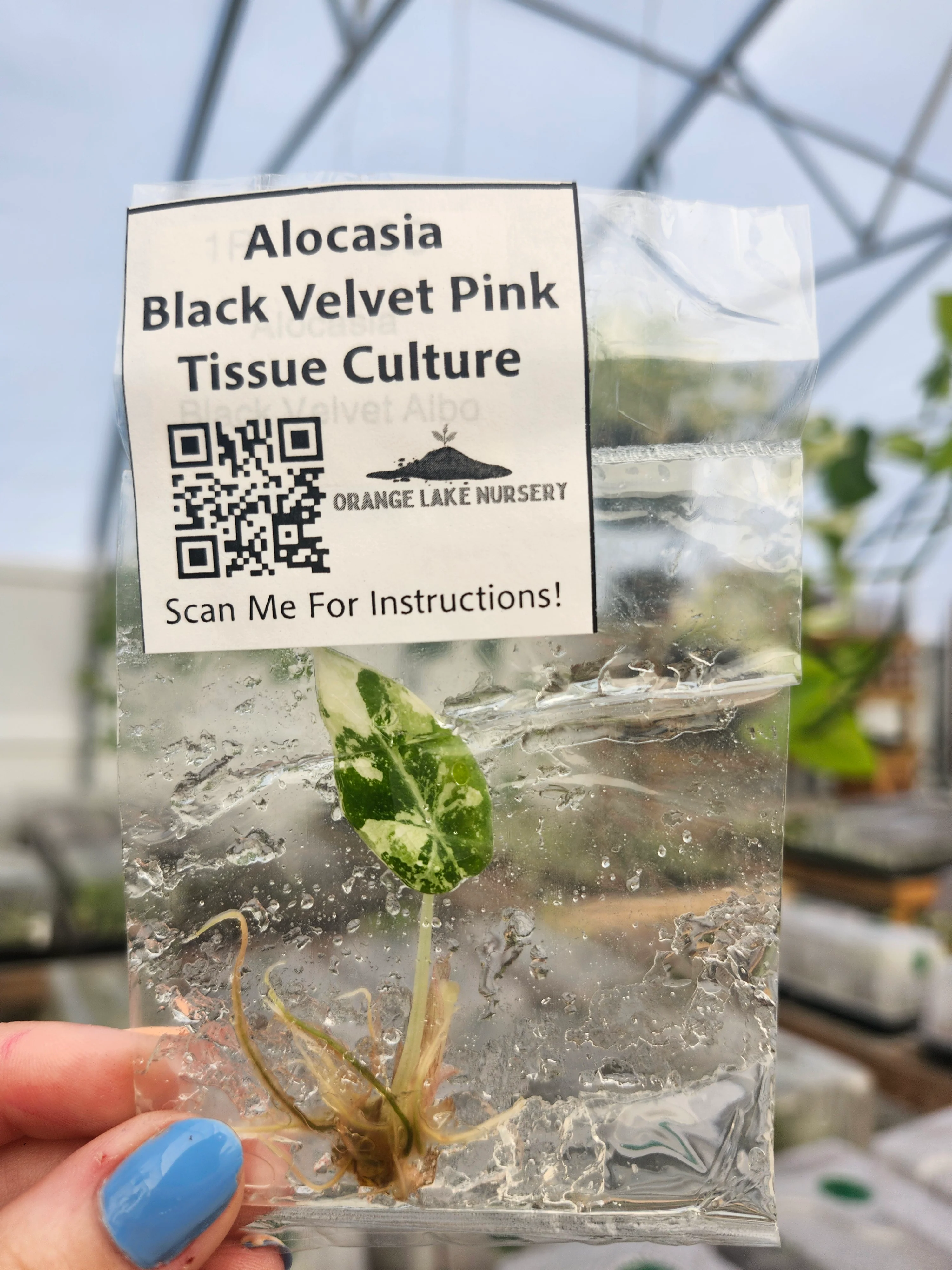 Alocasia Variegated Black Velvet (Pink) Tissue Culture - Image 7