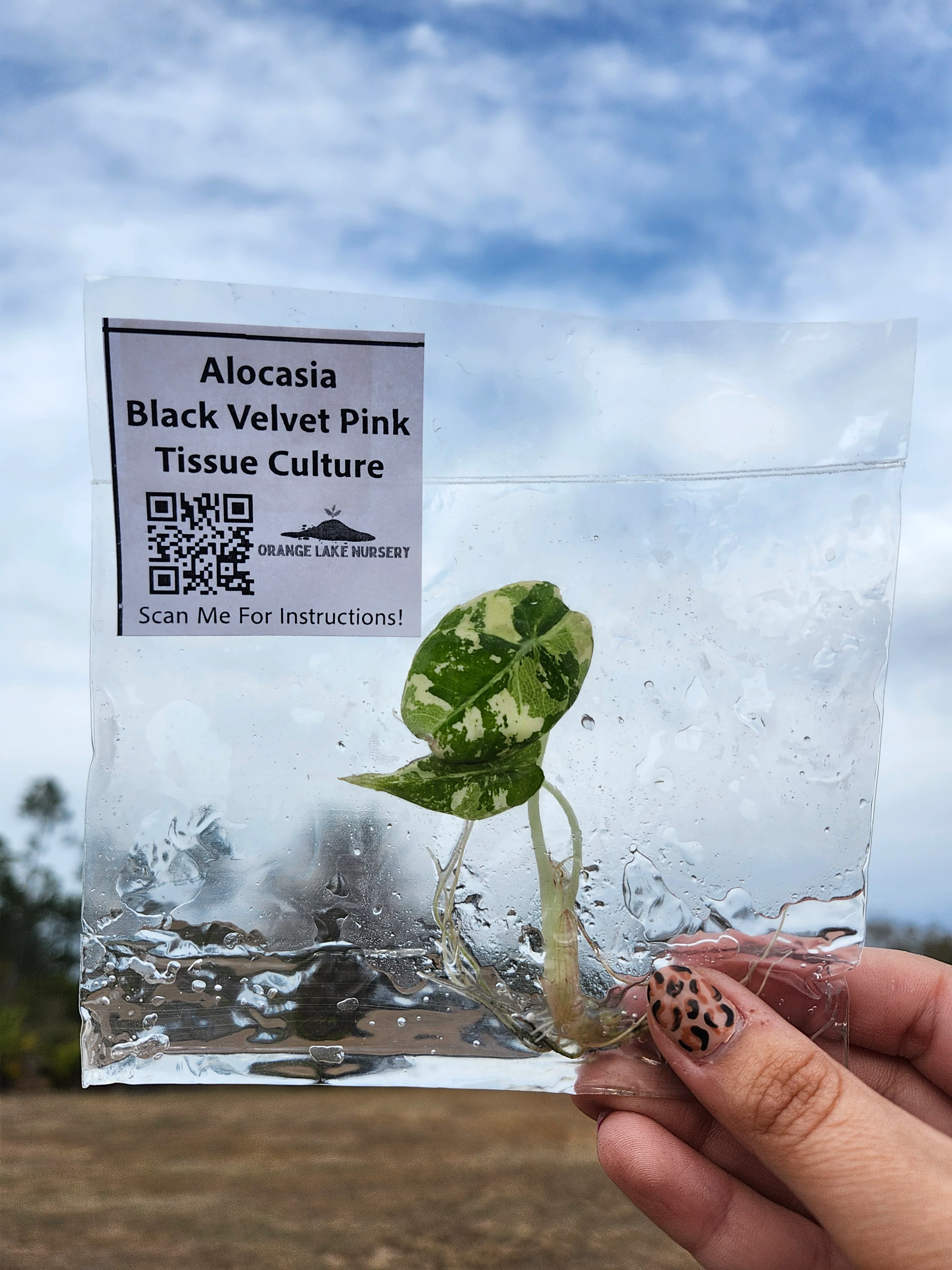 Alocasia Variegated Black Velvet (Pink) Tissue Culture - Image 8