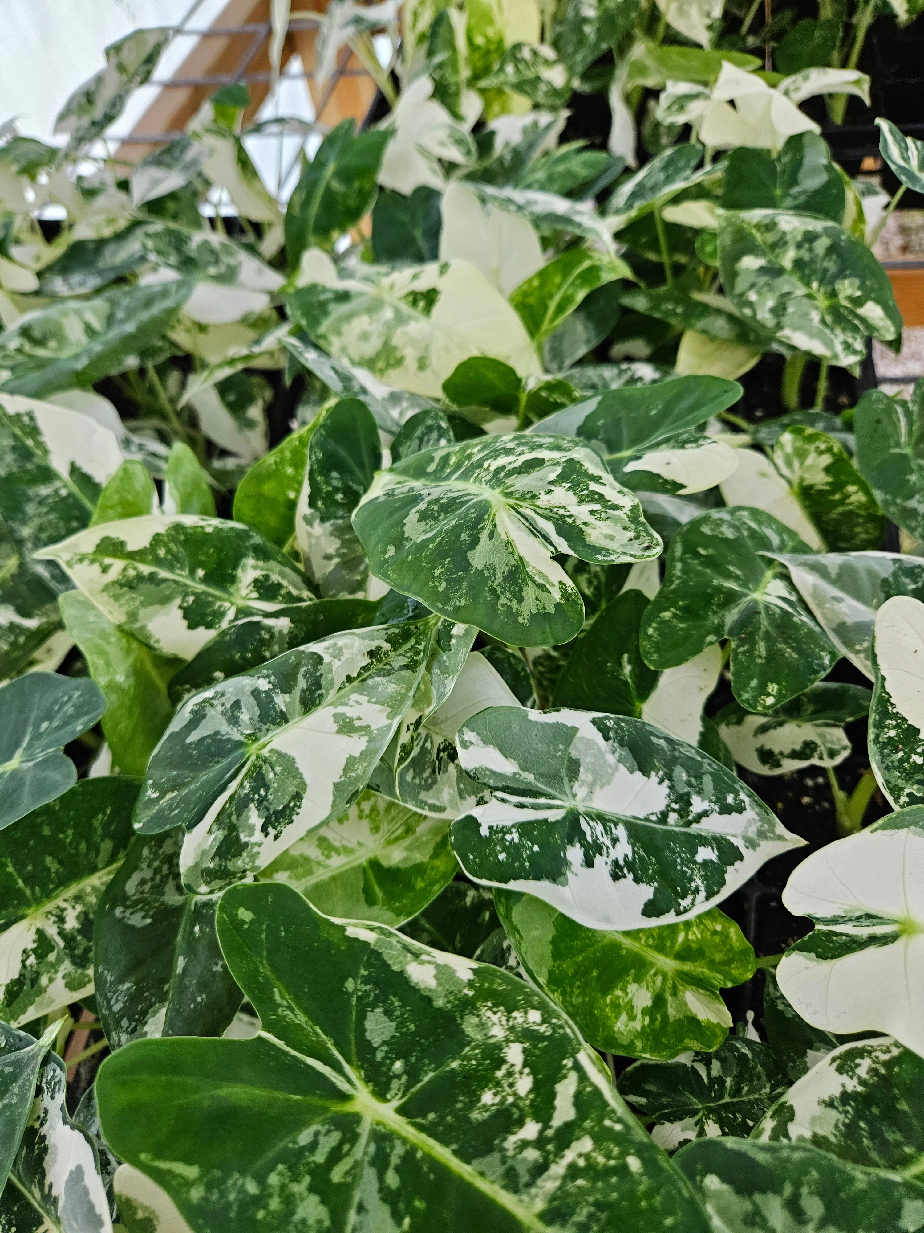 Alocasia Variegated Frydek - Image 4