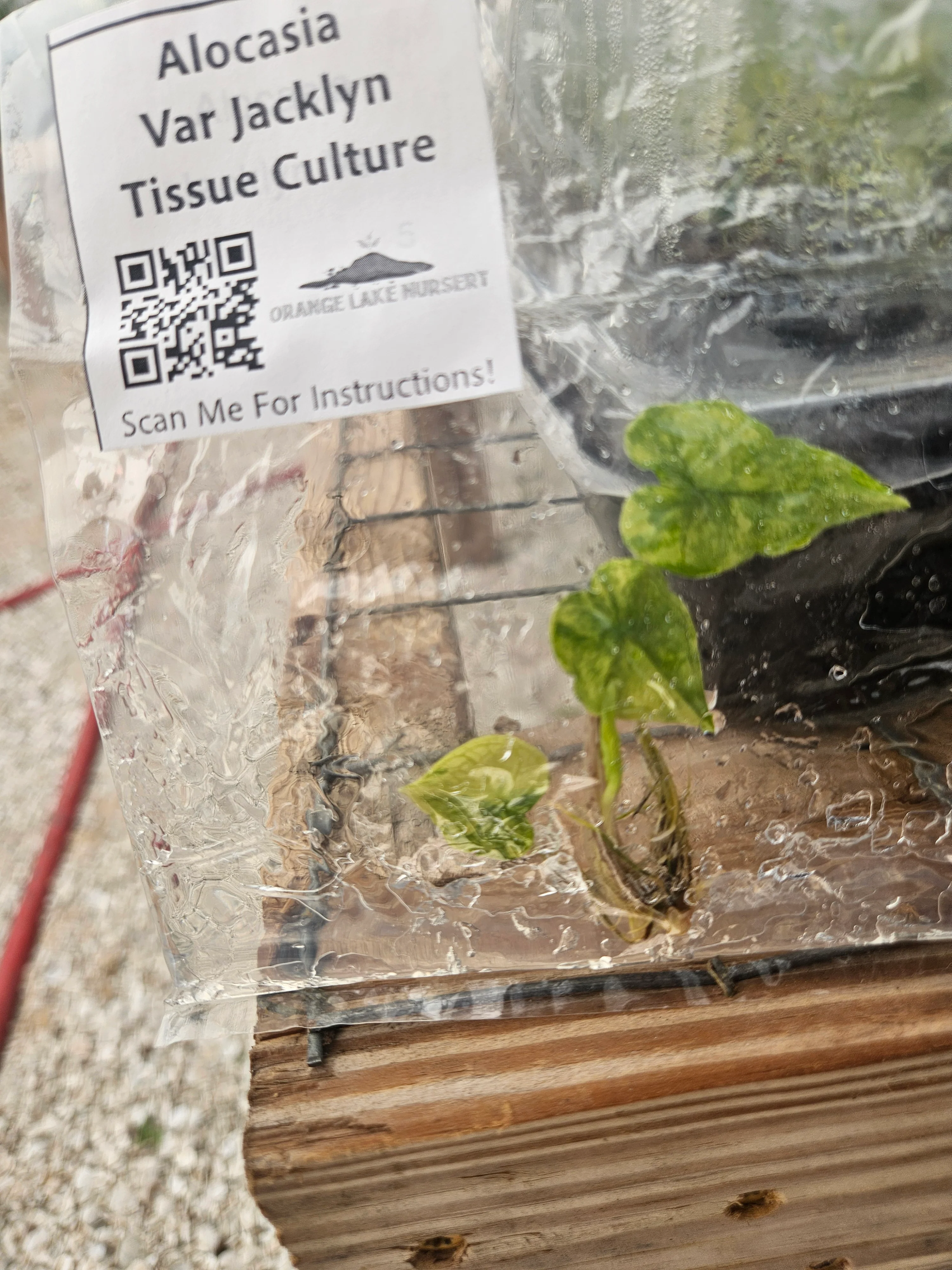 Alocasia Variegated Jacklyn Tissue Culture - Image 2
