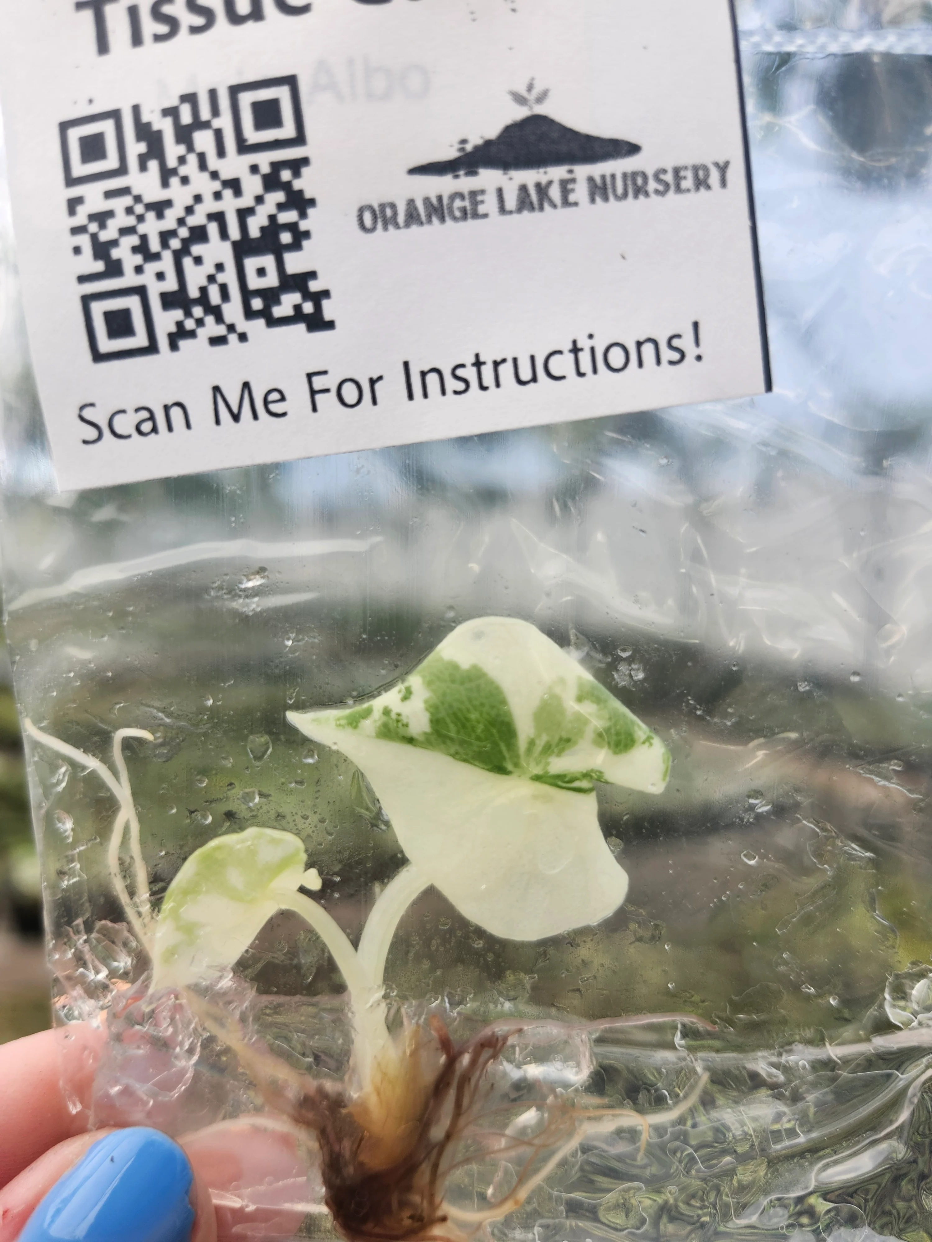 Alocasia Variegated Melo Tissue Culture - Image 3