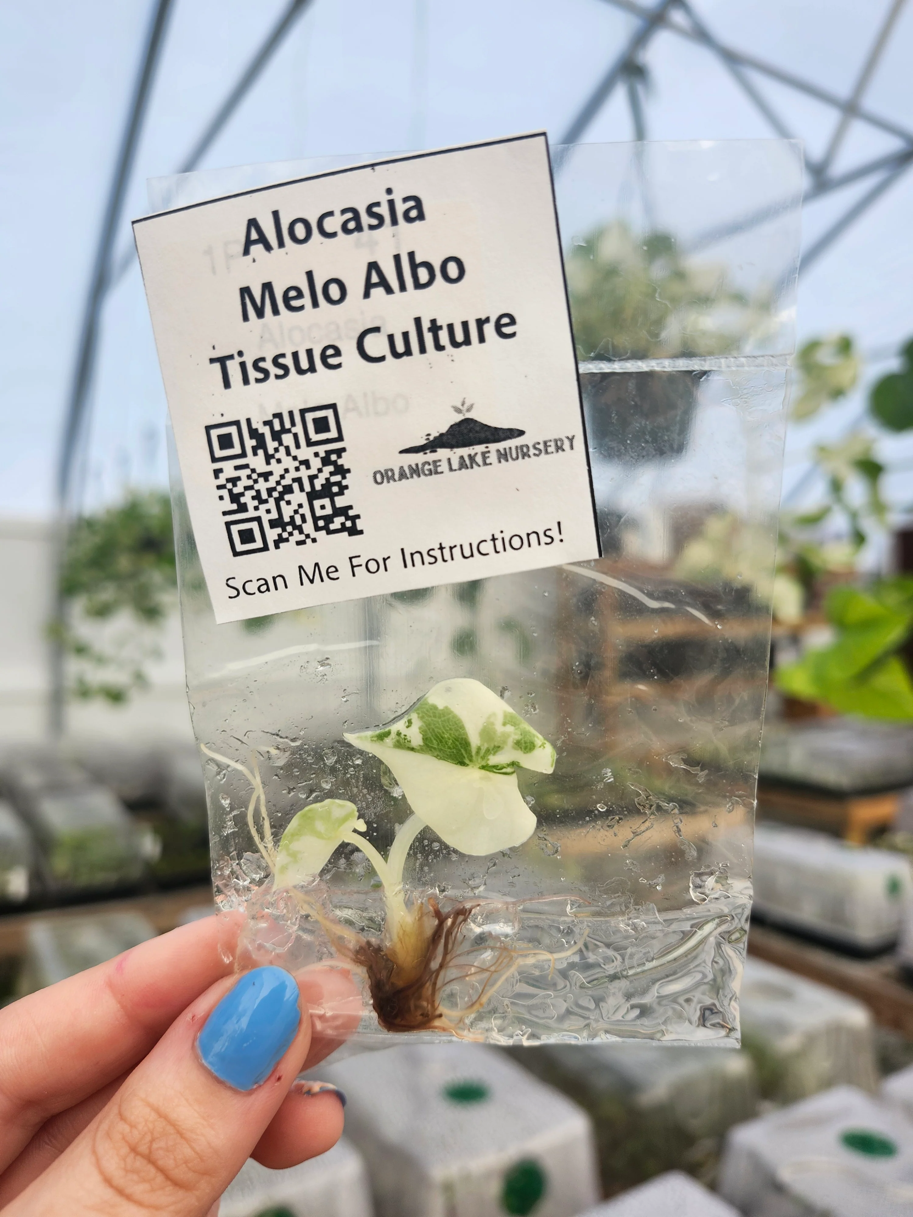 Alocasia Variegated Melo Tissue Culture - Image 4