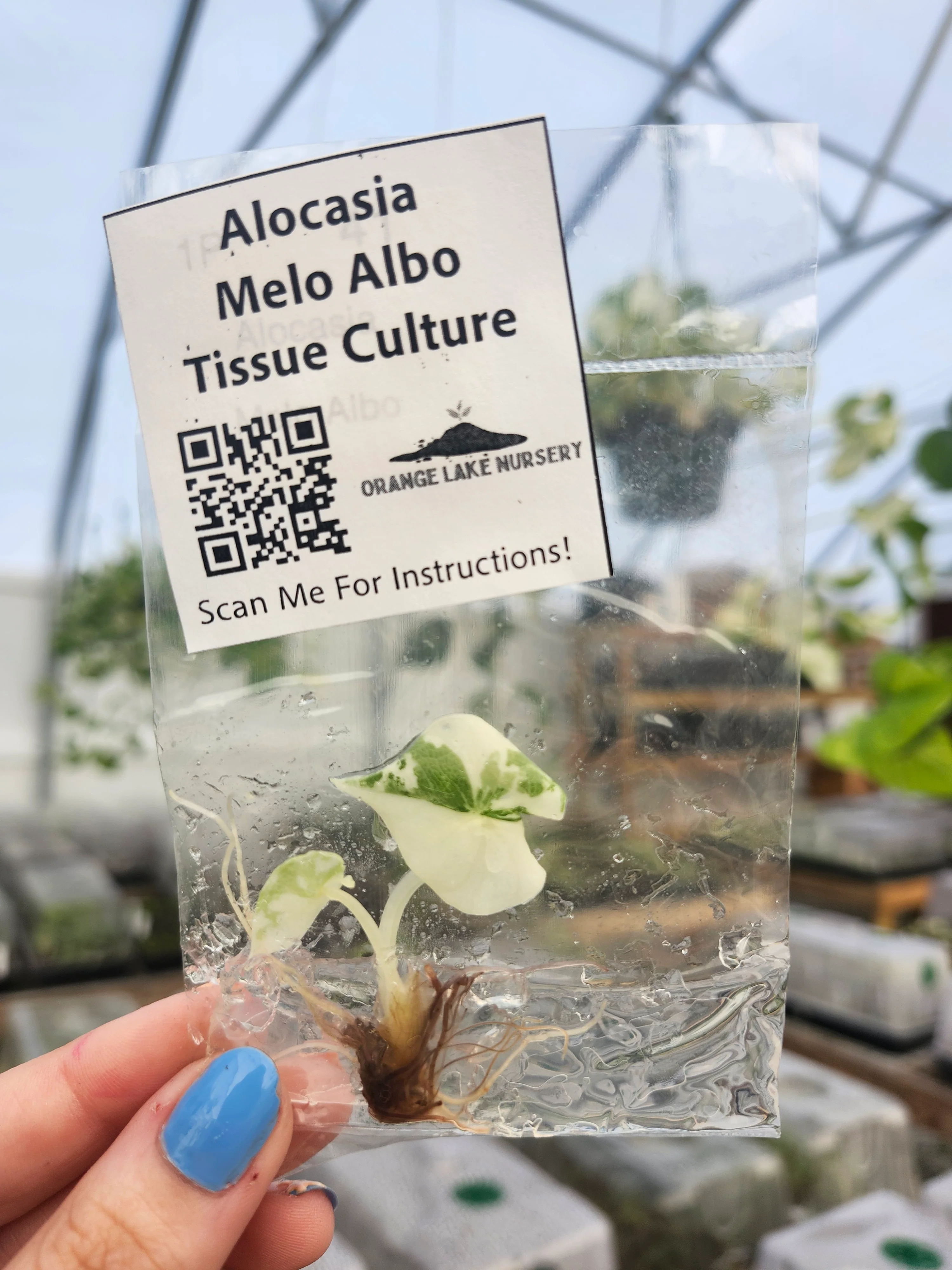 Alocasia Variegated Melo Tissue Culture - Image 5