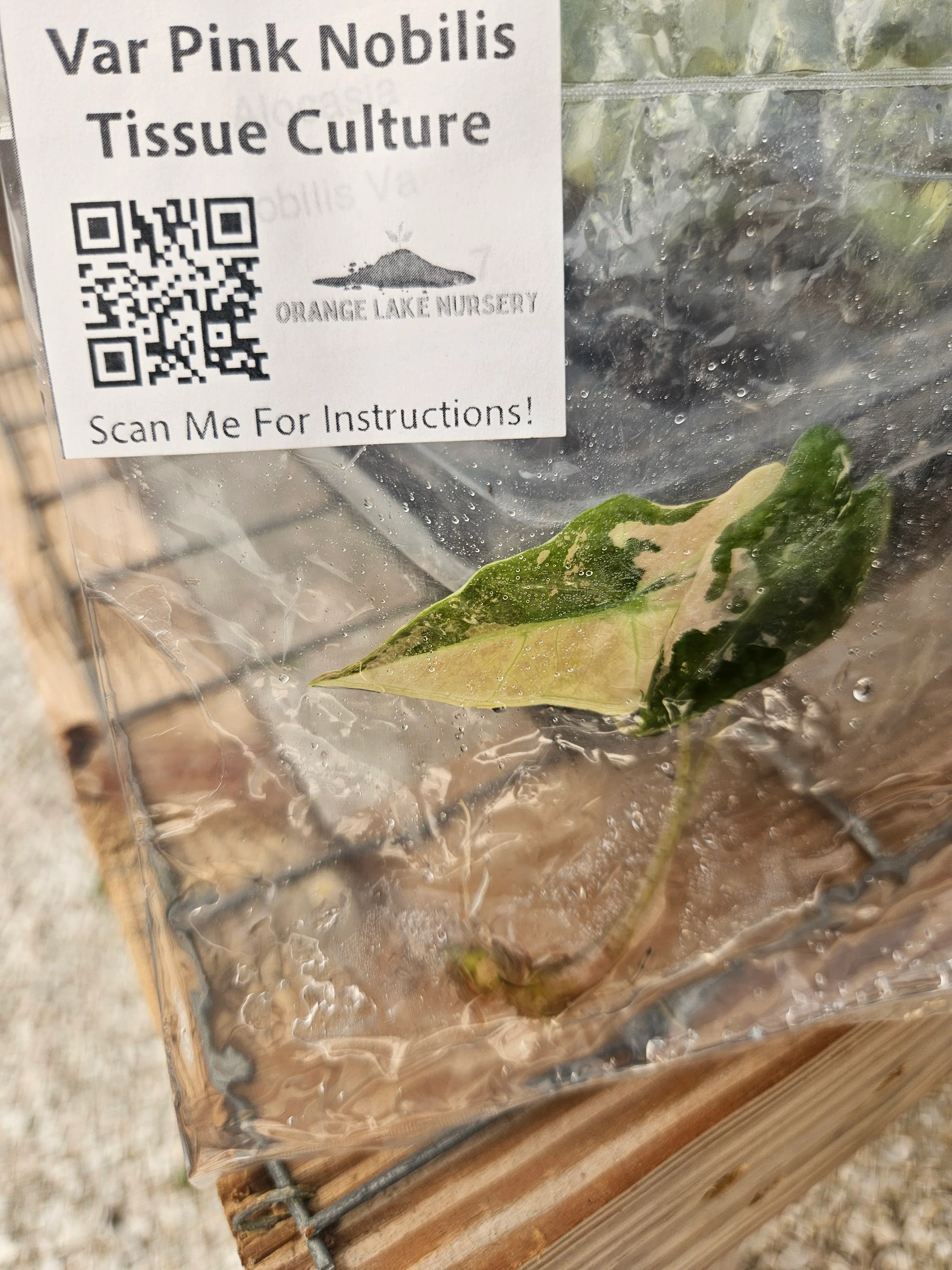 Alocasia Variegated Pink Nobilis Tissue Culture - Image 2