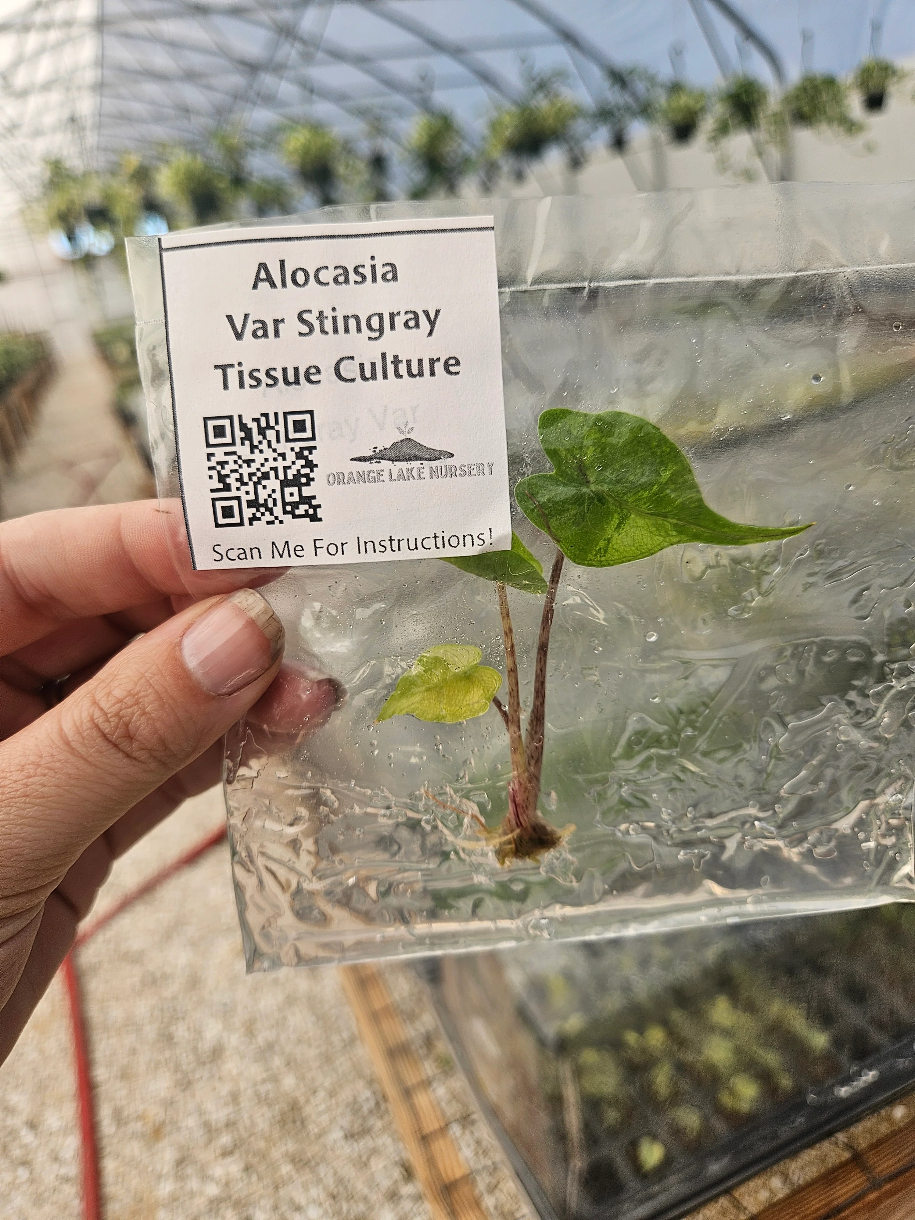 Alocasia Variegated Stingray Tissue Culture - Image 2