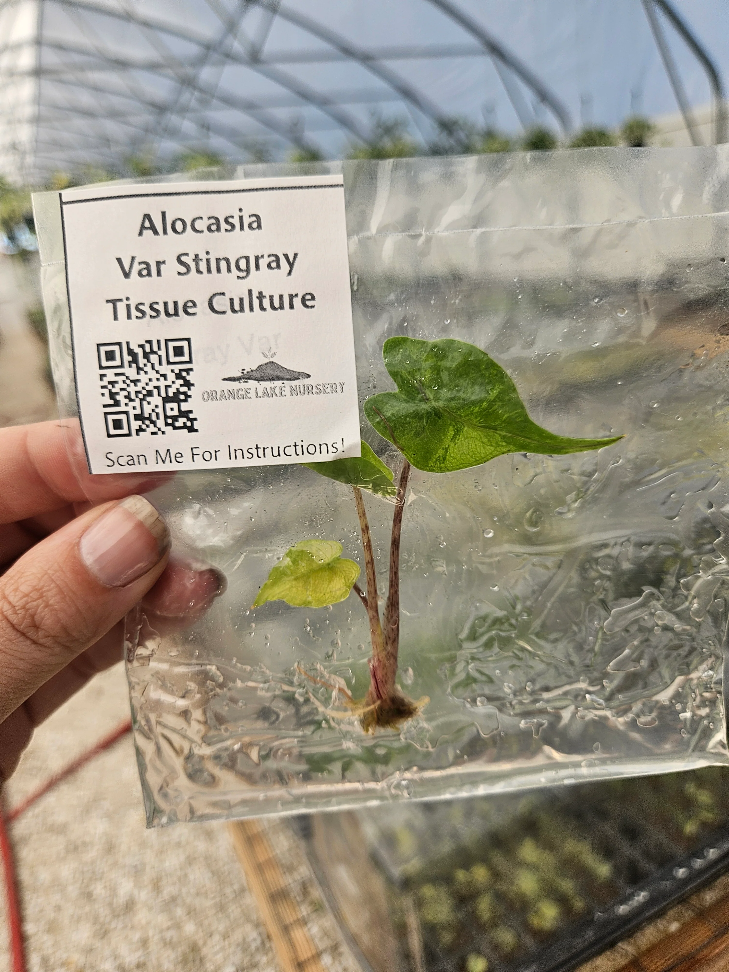 Alocasia Variegated Stingray Tissue Culture - Image 3