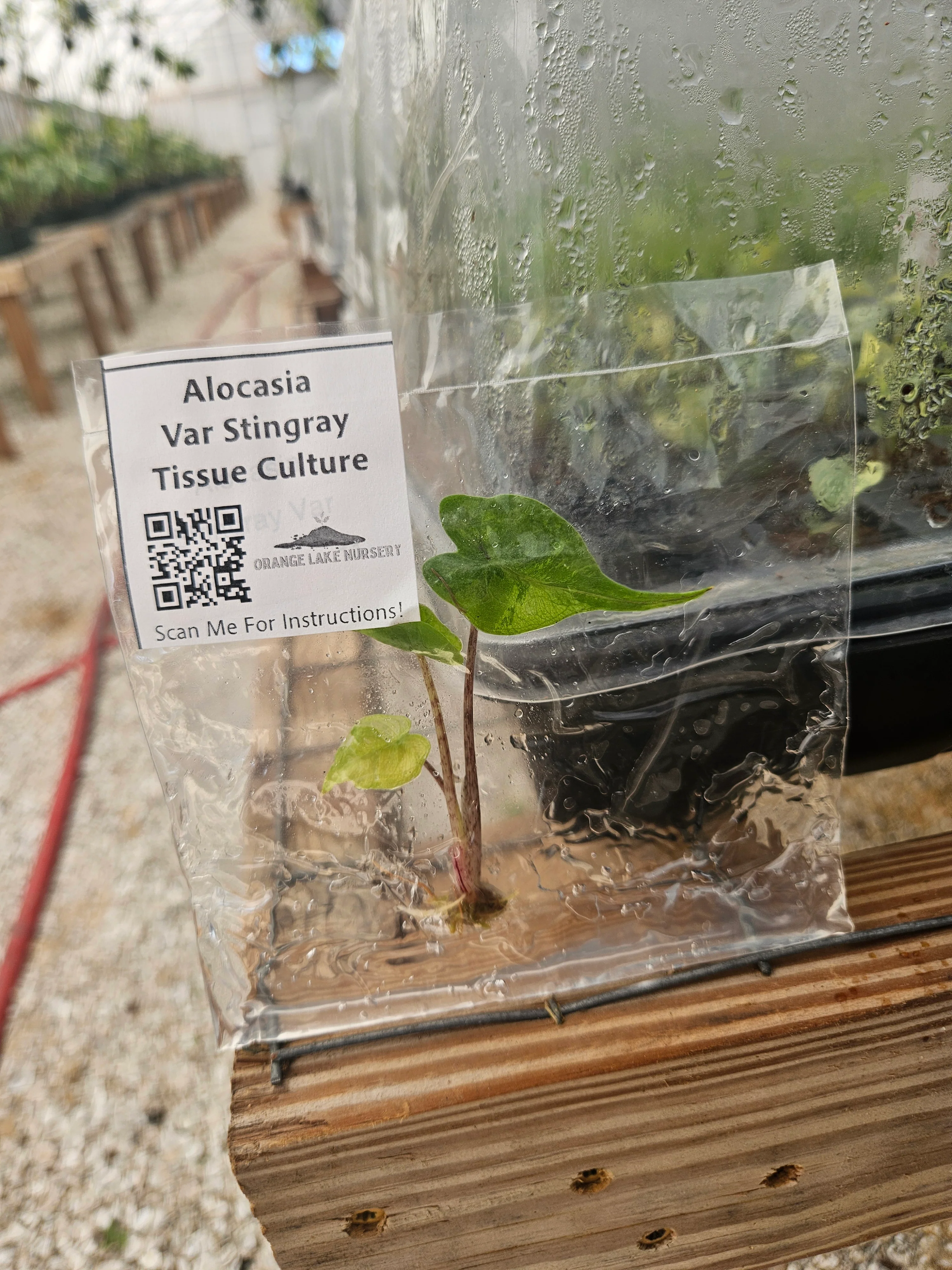 Alocasia Variegated Stingray Tissue Culture - Image 4