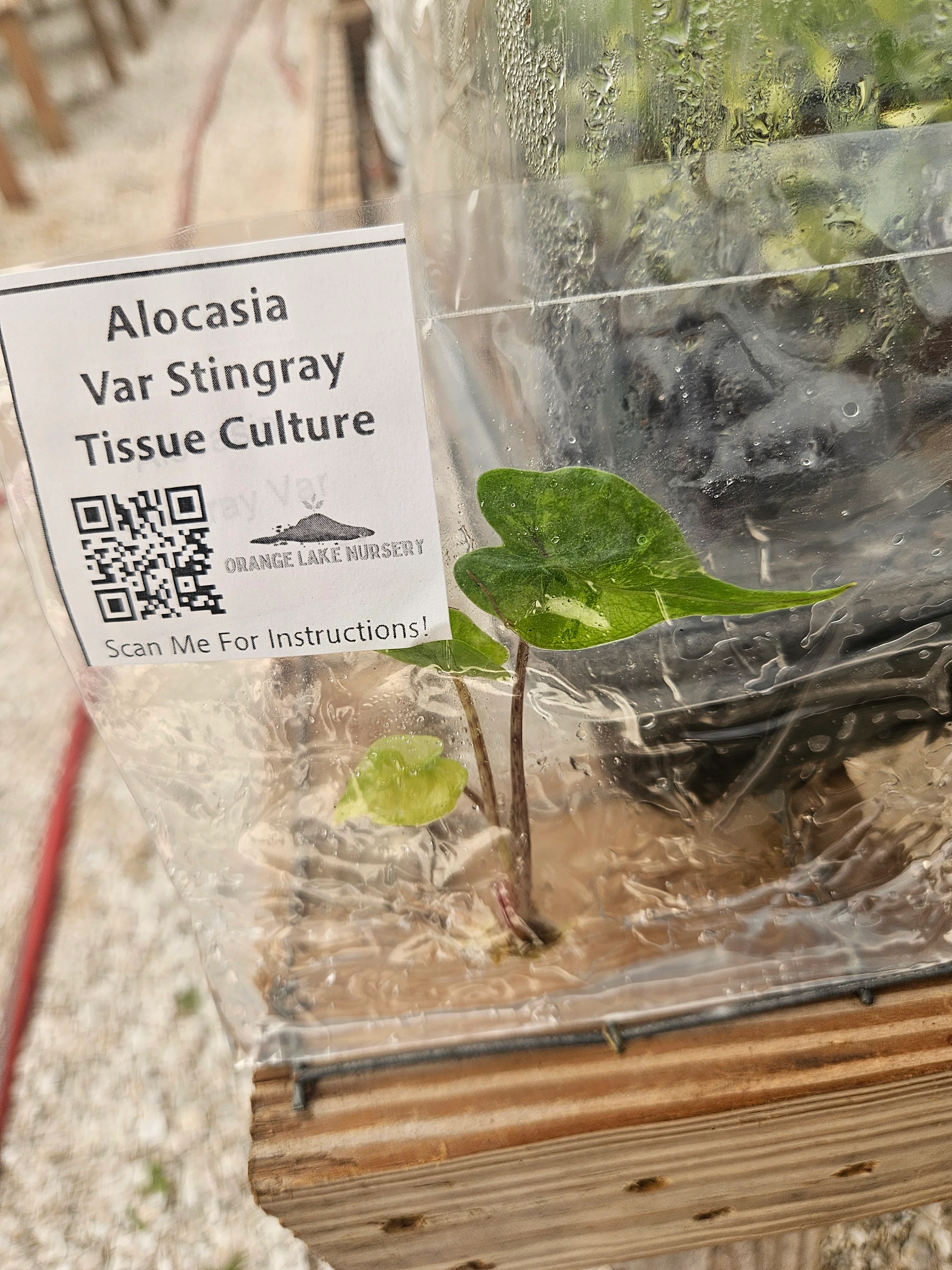 Alocasia Variegated Stingray Tissue Culture - Image 6