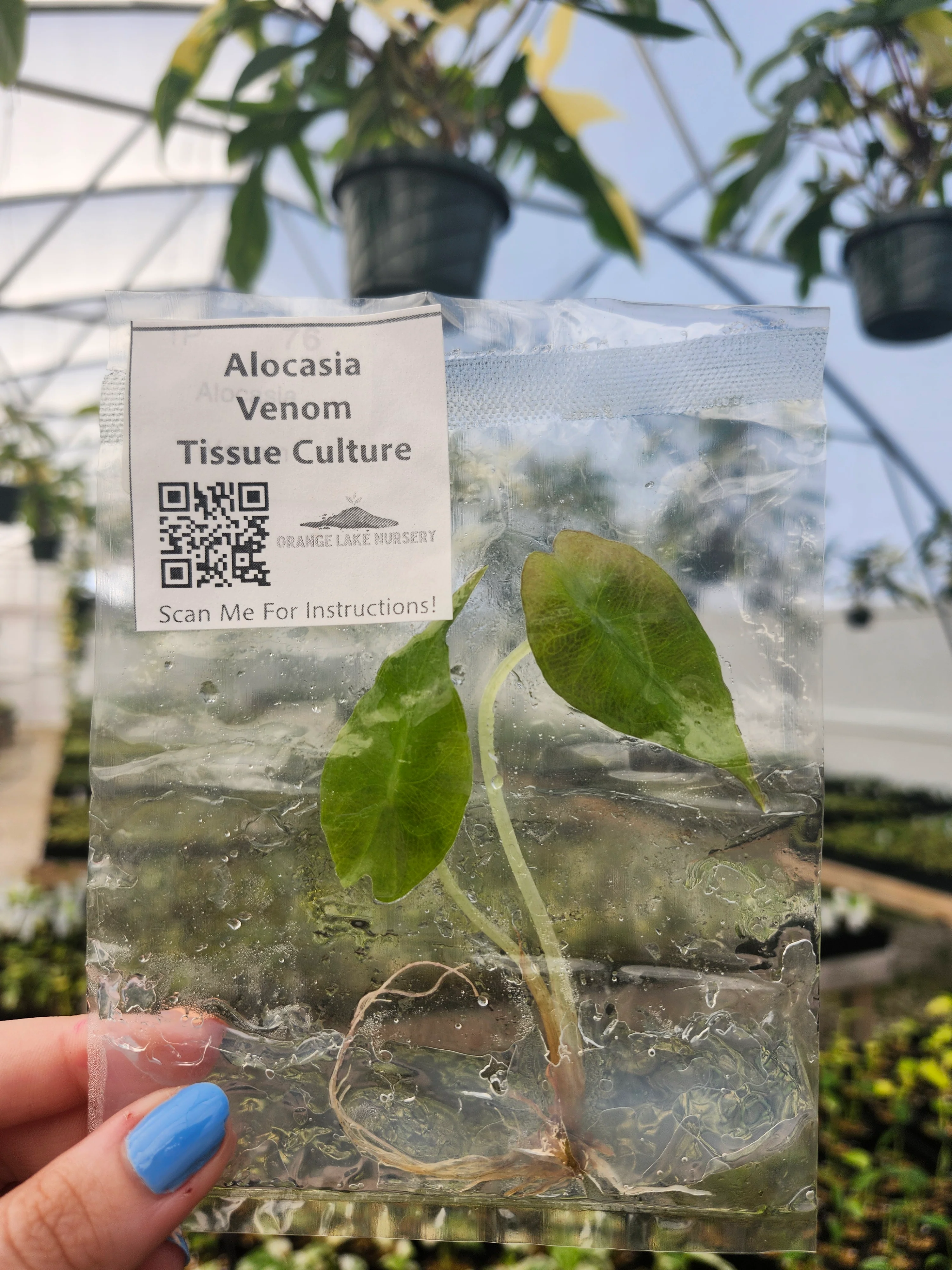 Alocasia Venom Tissue Culture