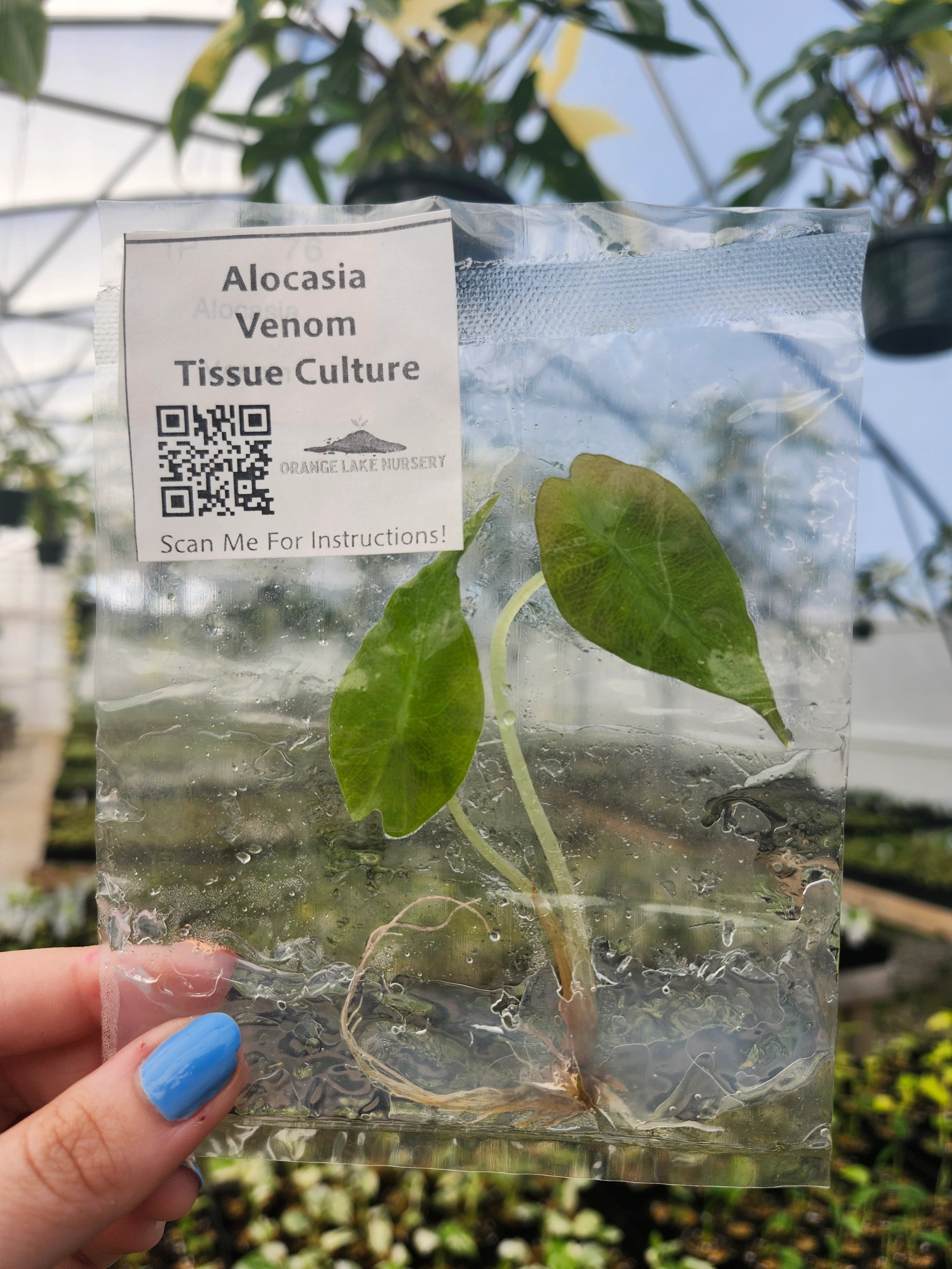 Alocasia Venom Tissue Culture - Image 2