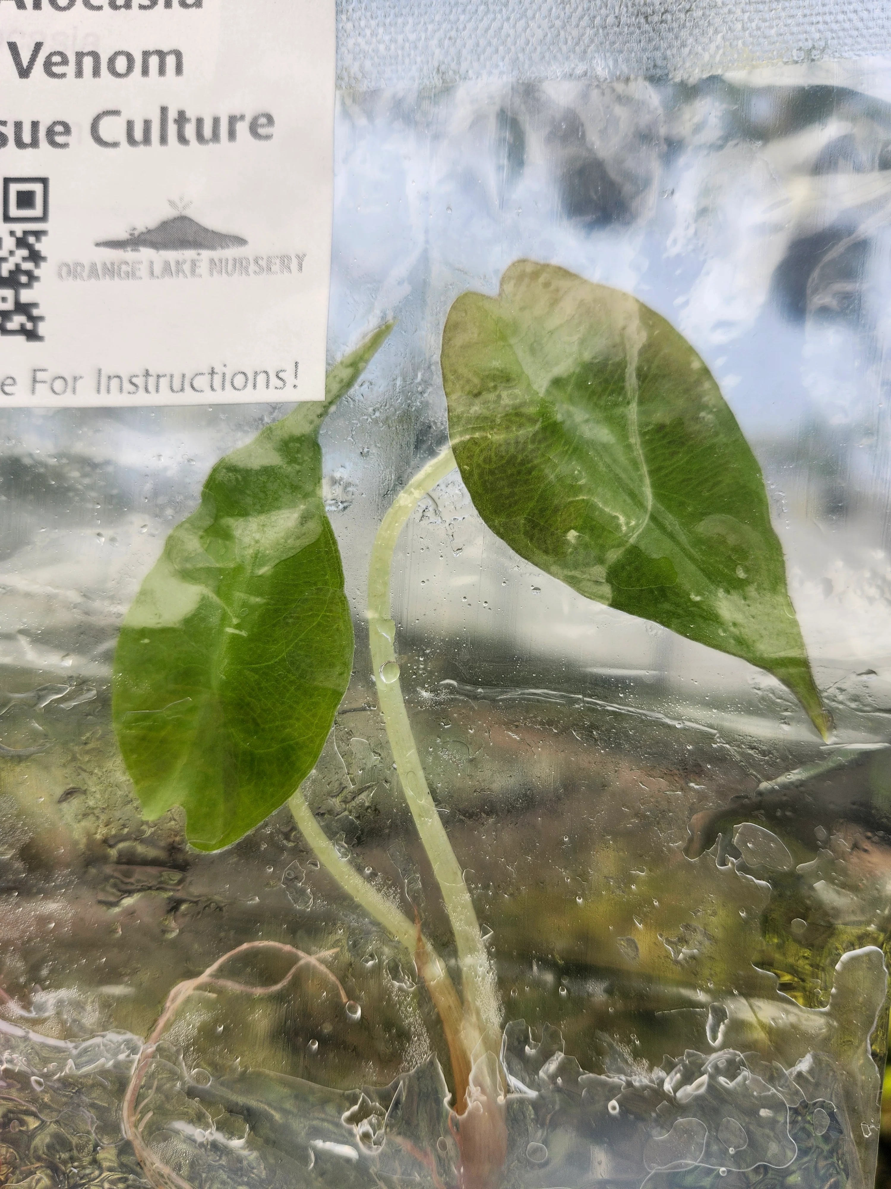 Alocasia Venom Tissue Culture - Image 3