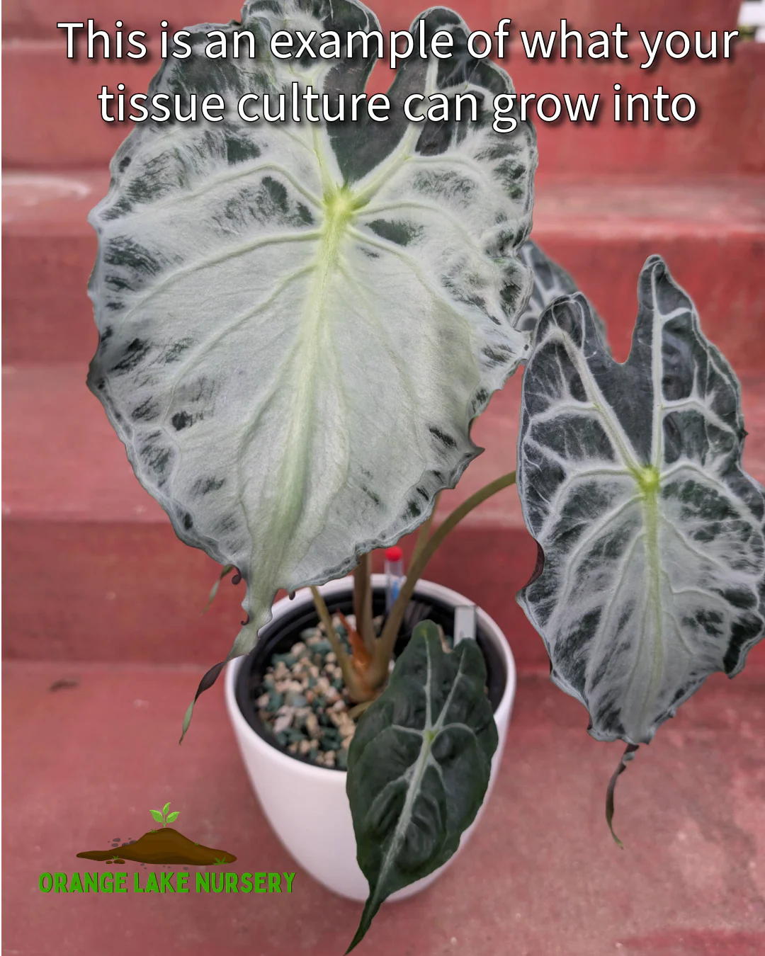 Alocasia Venom Tissue Culture - Image 4