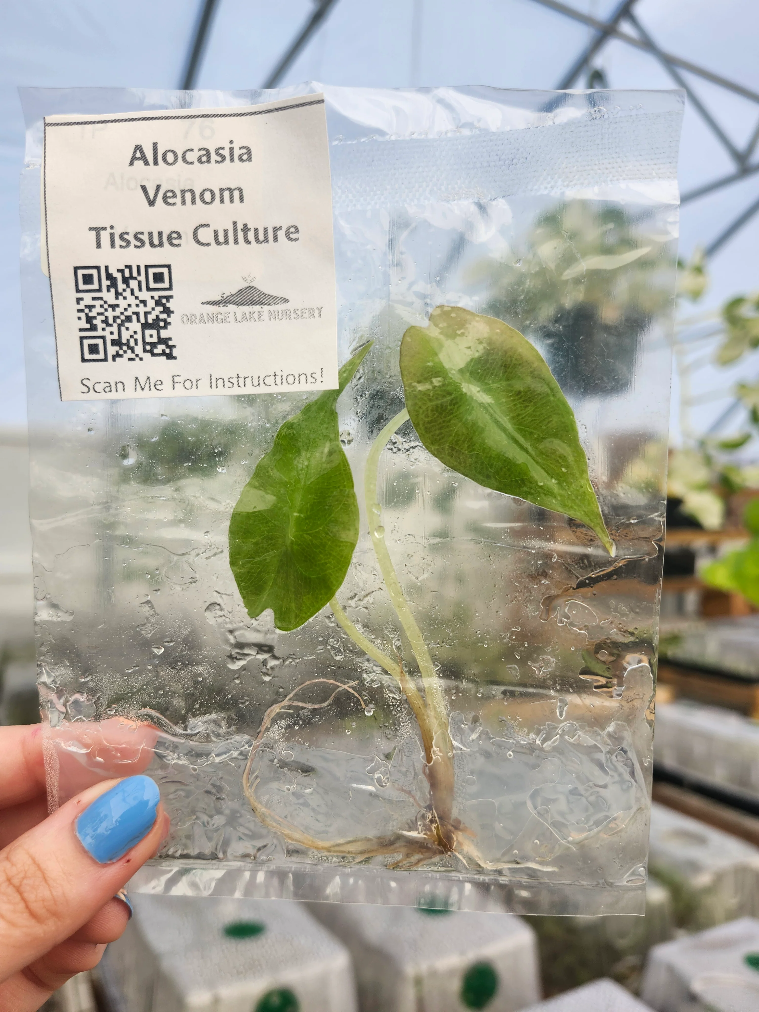 Alocasia Venom Tissue Culture - Image 5