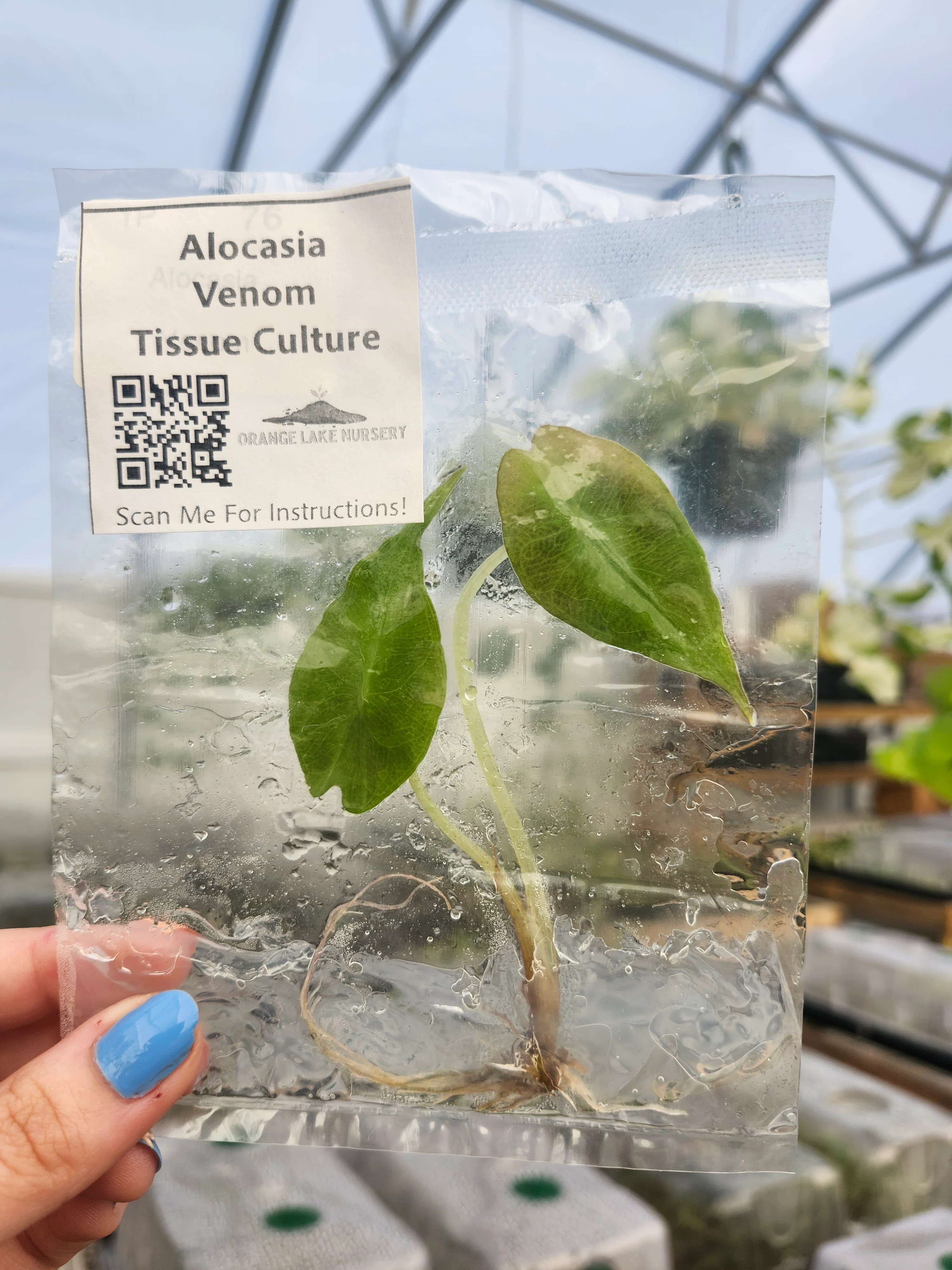 Alocasia Venom Tissue Culture - Image 6