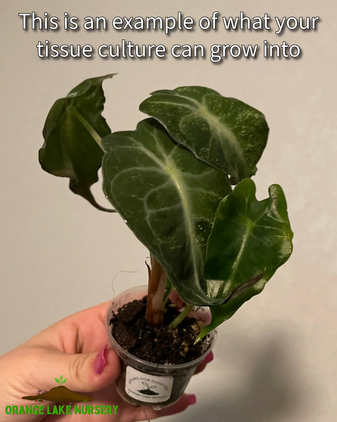 Alocasia Venom Tissue Culture - Image 7