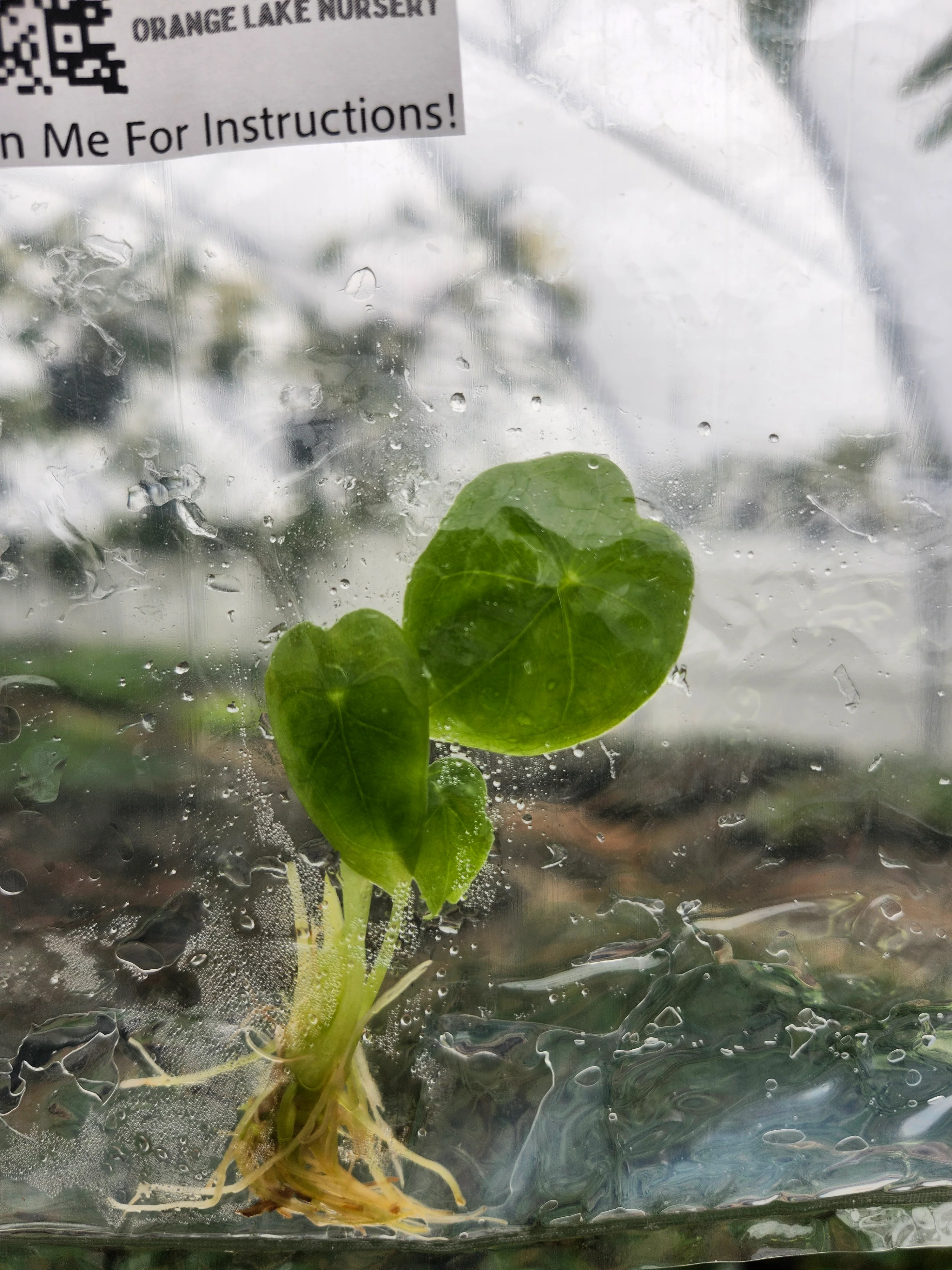 Alocasia Watsoniana Red Vein Tissue Culture
