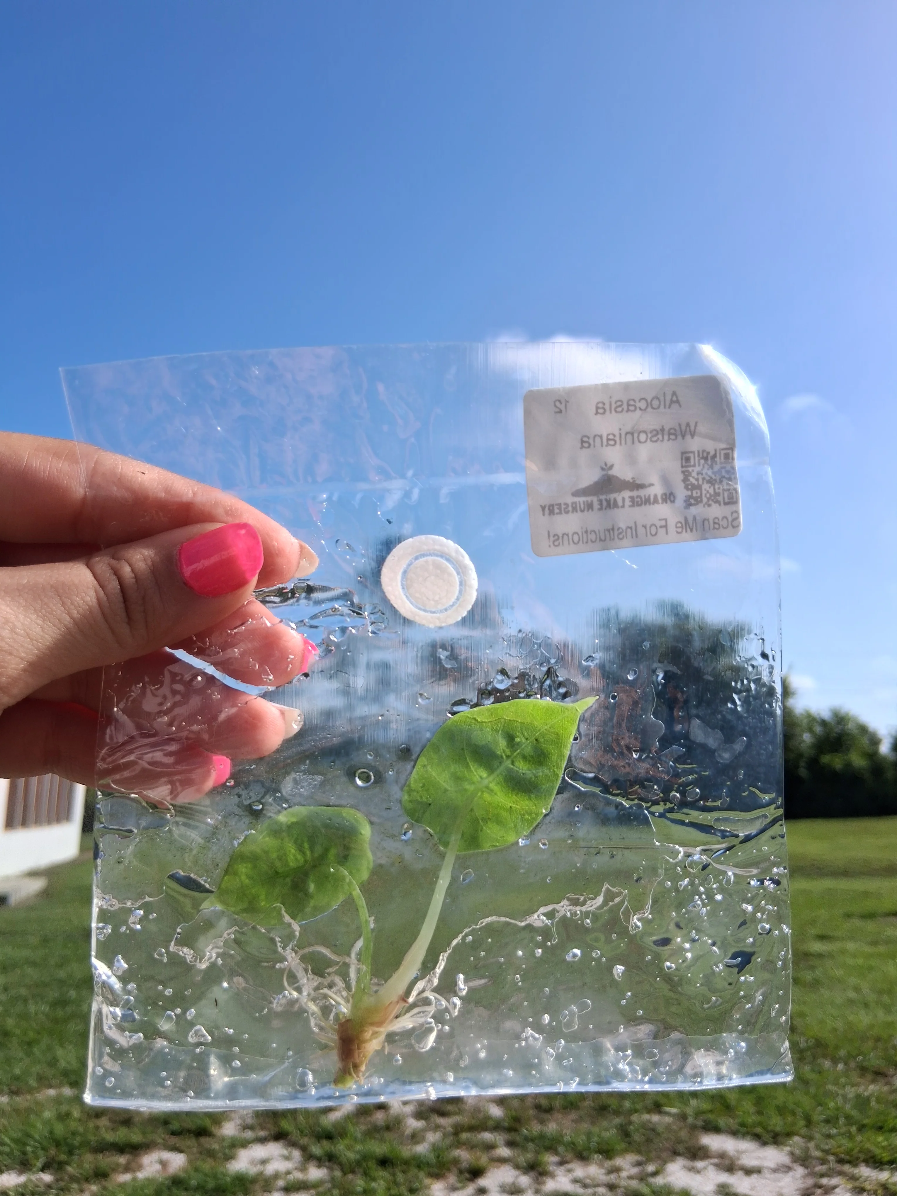 Alocasia Watsoniana Tissue Culture - Image 5