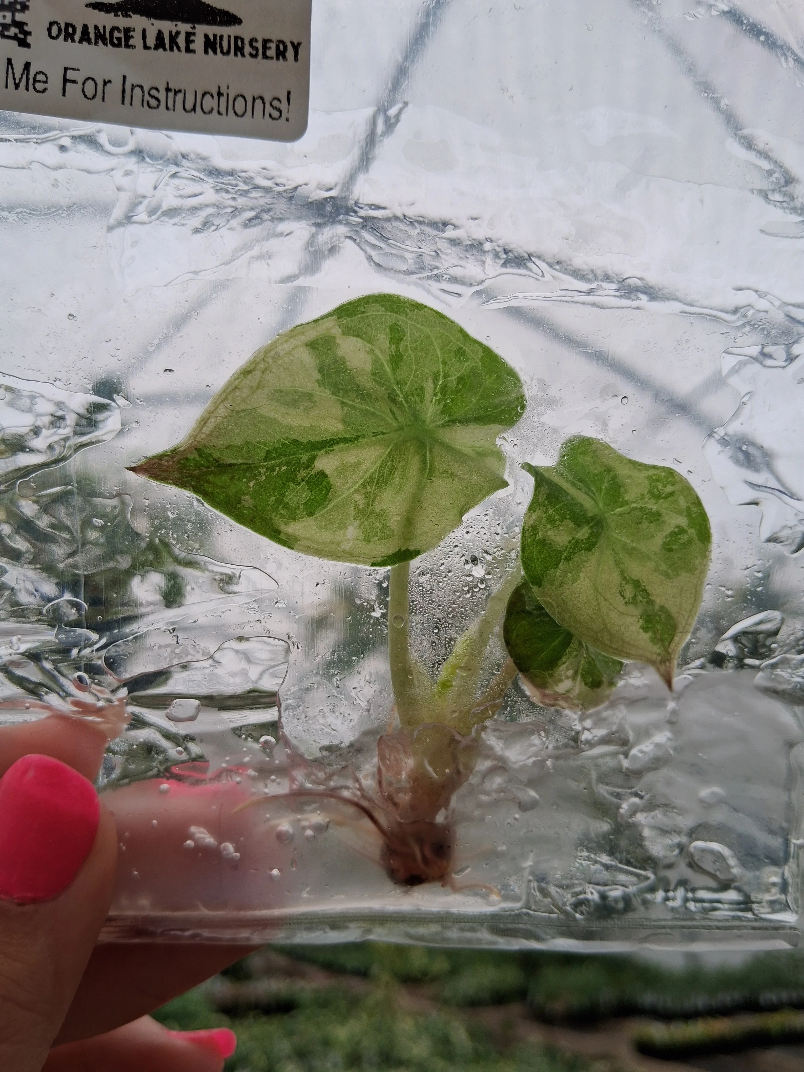 Alocasia Wenti Pink Tissue Culture - Image 2