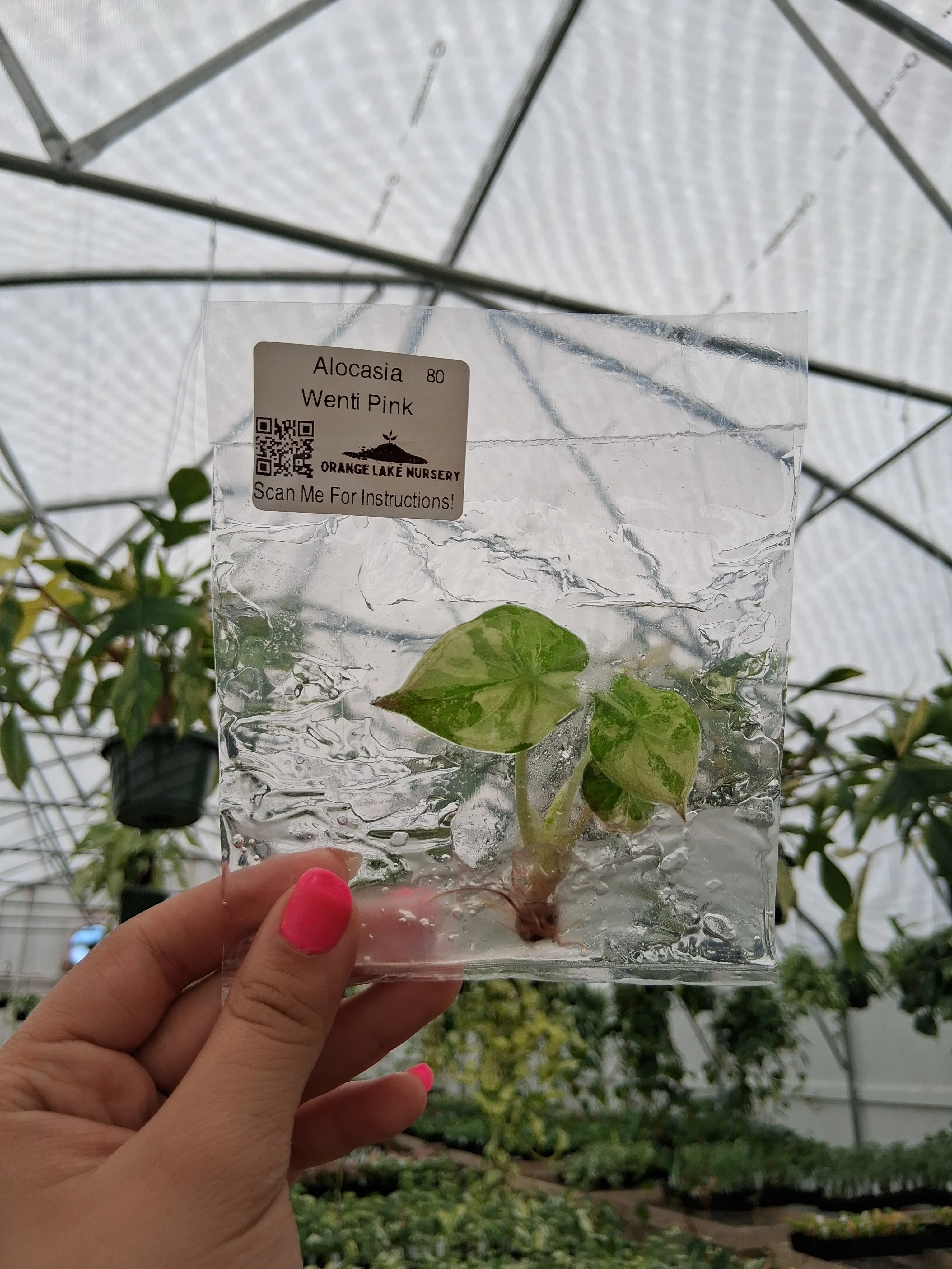 Alocasia Wenti Pink Tissue Culture - Image 3