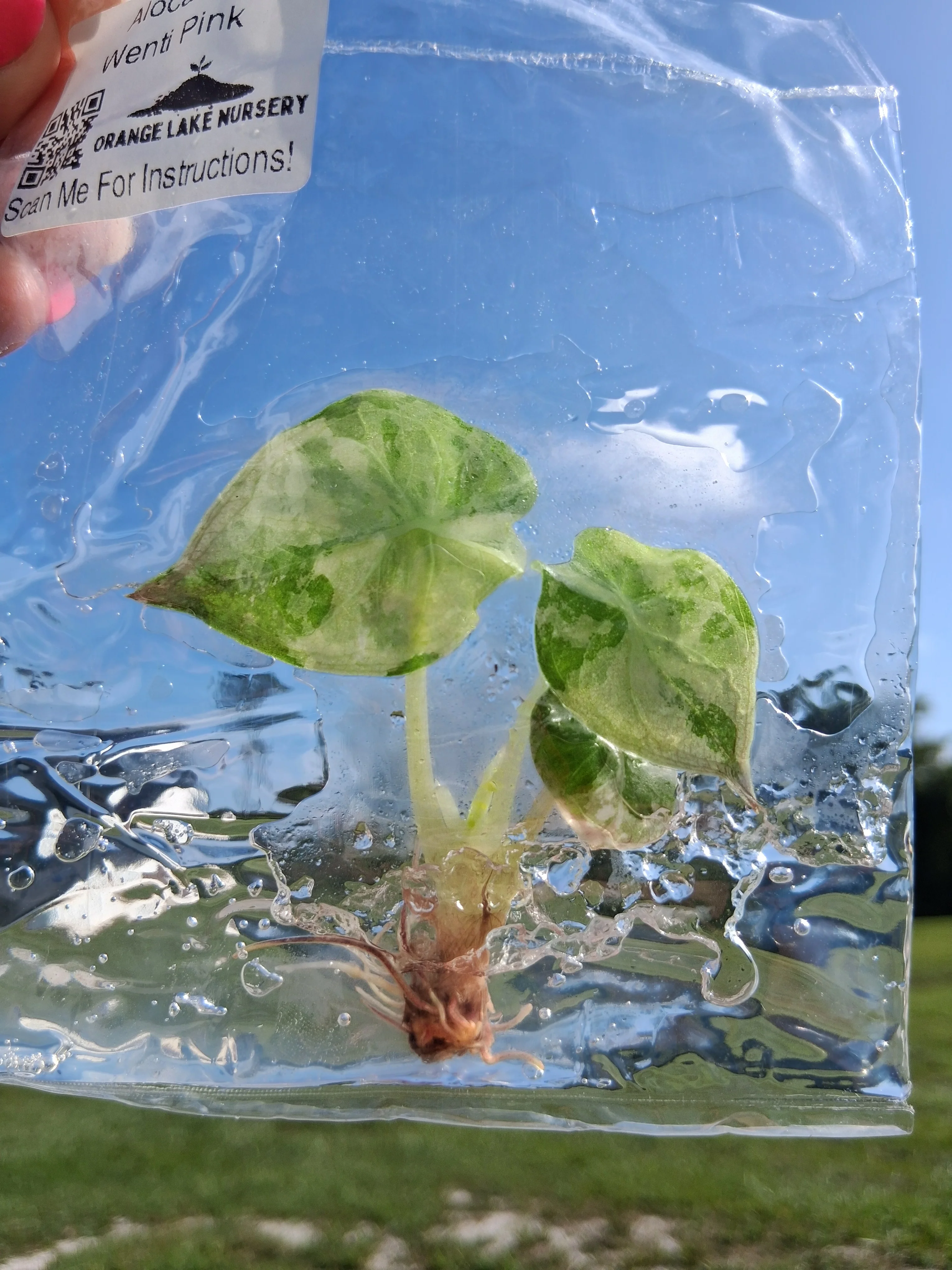 Alocasia Wenti Pink Tissue Culture - Image 4