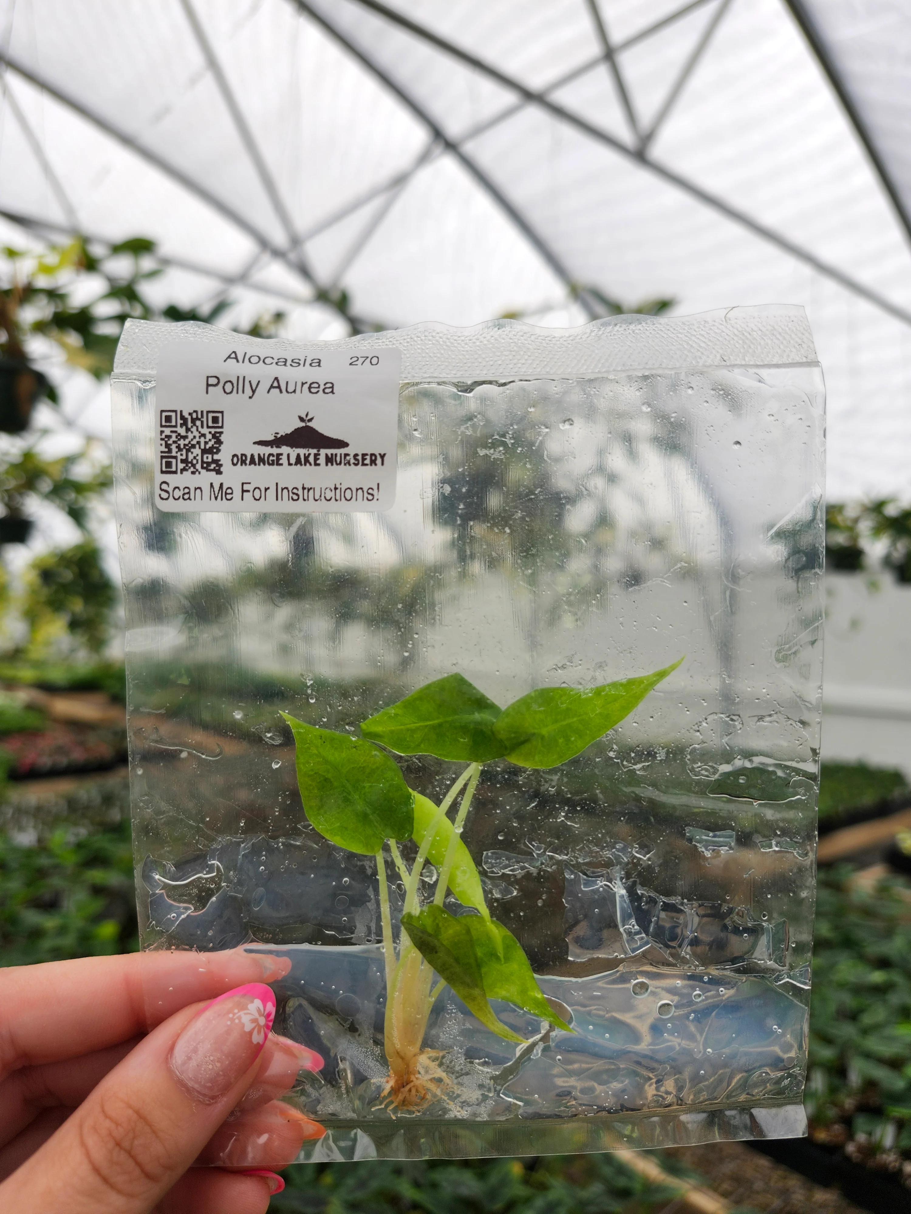 Alocasia Polly Aurea Tissue Culture - Image 3