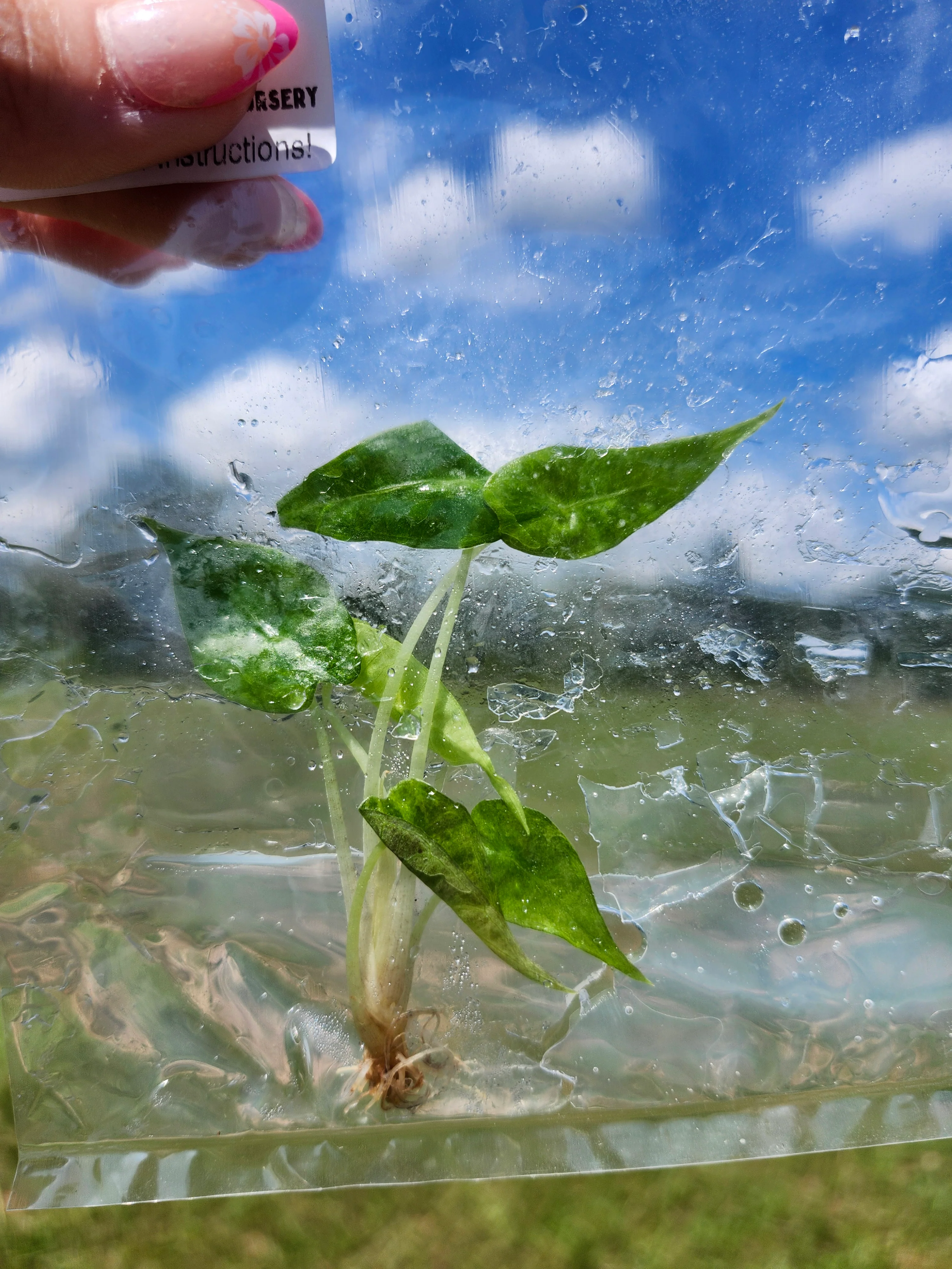 Alocasia Polly Aurea Tissue Culture - Image 4