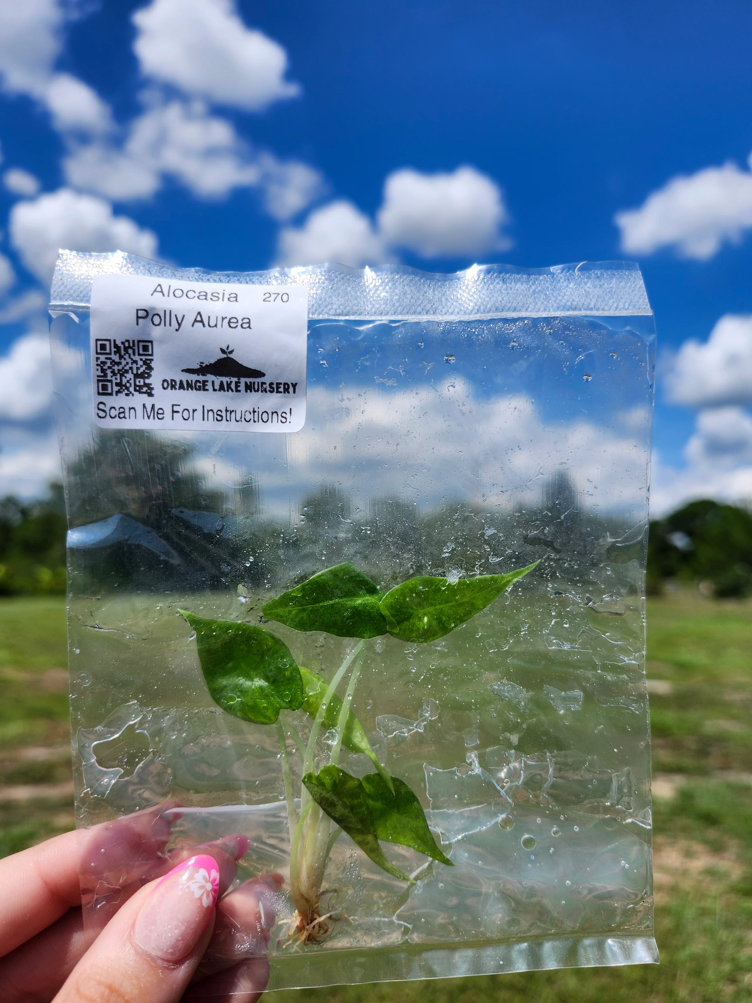 Alocasia Polly Aurea Tissue Culture - Image 5
