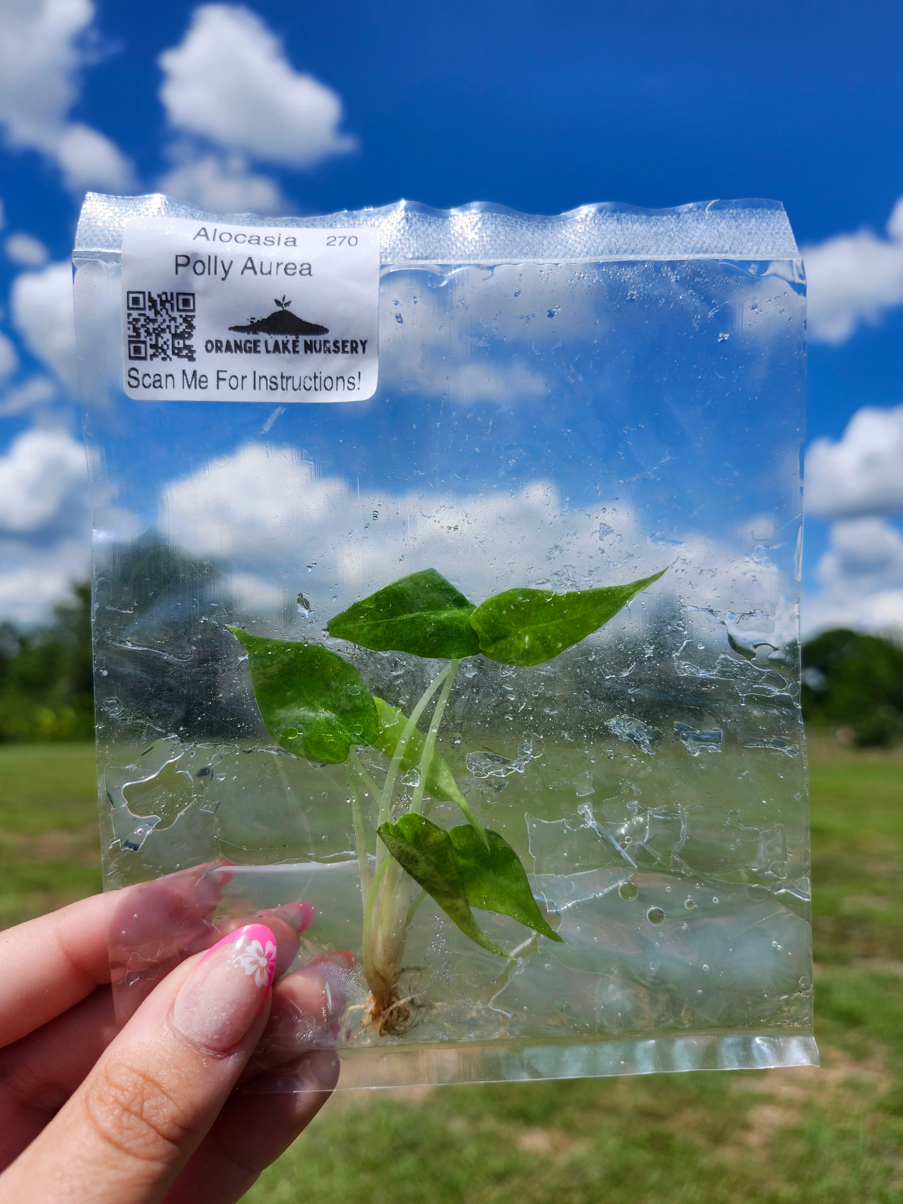 Alocasia Polly Aurea Tissue Culture - Image 6