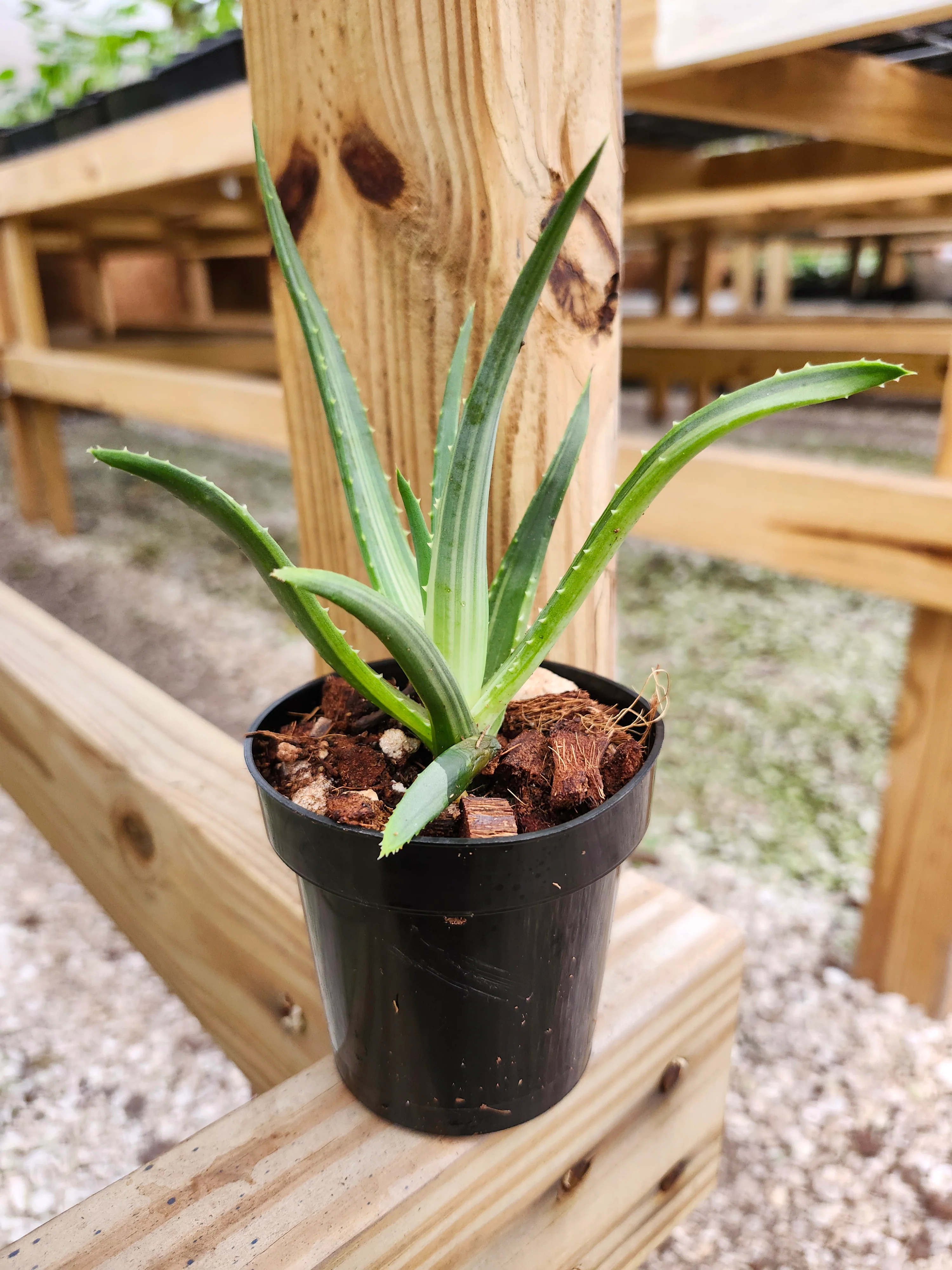 Aloe Solar Flare