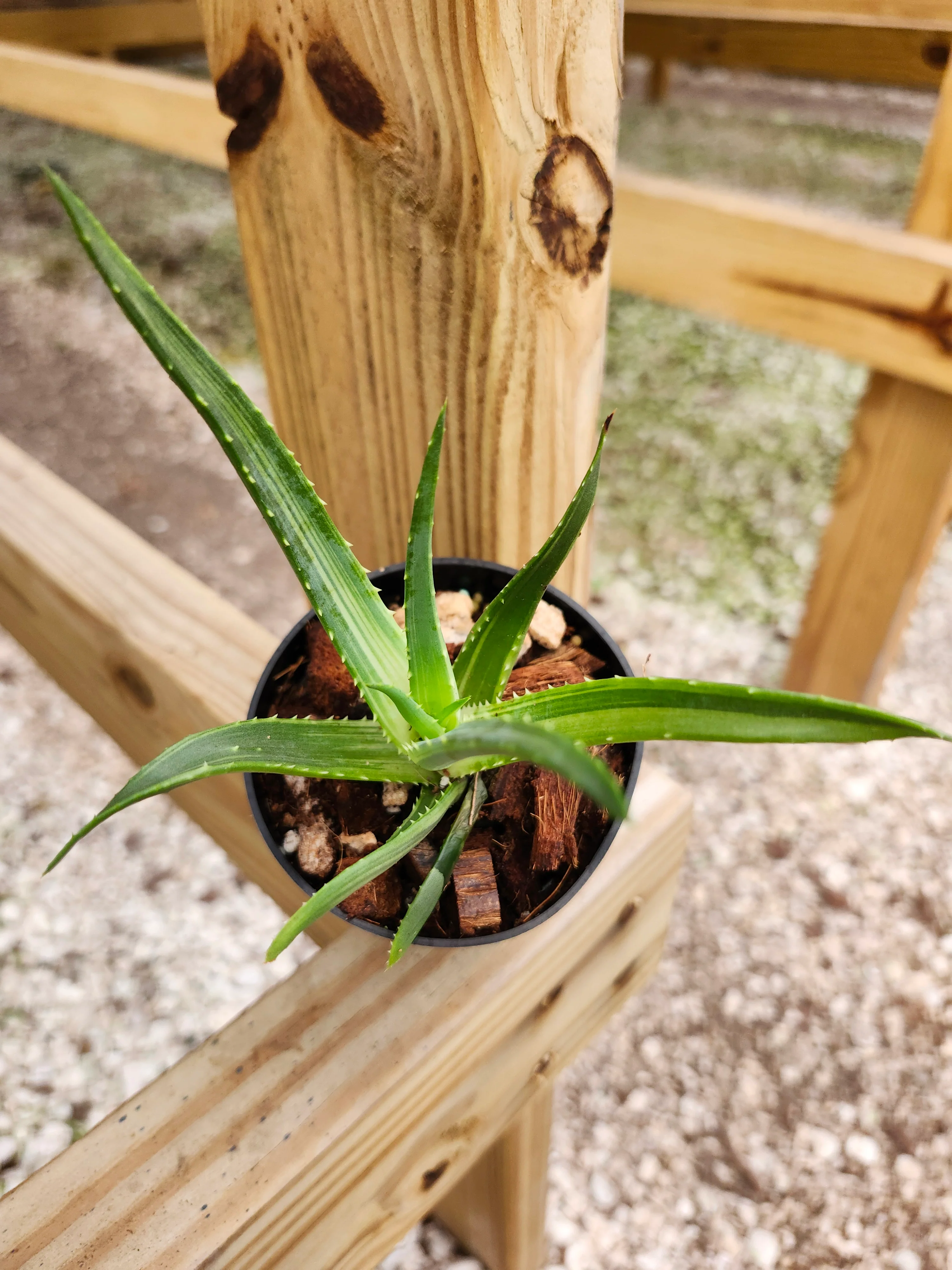 Aloe Solar Flare - Image 10