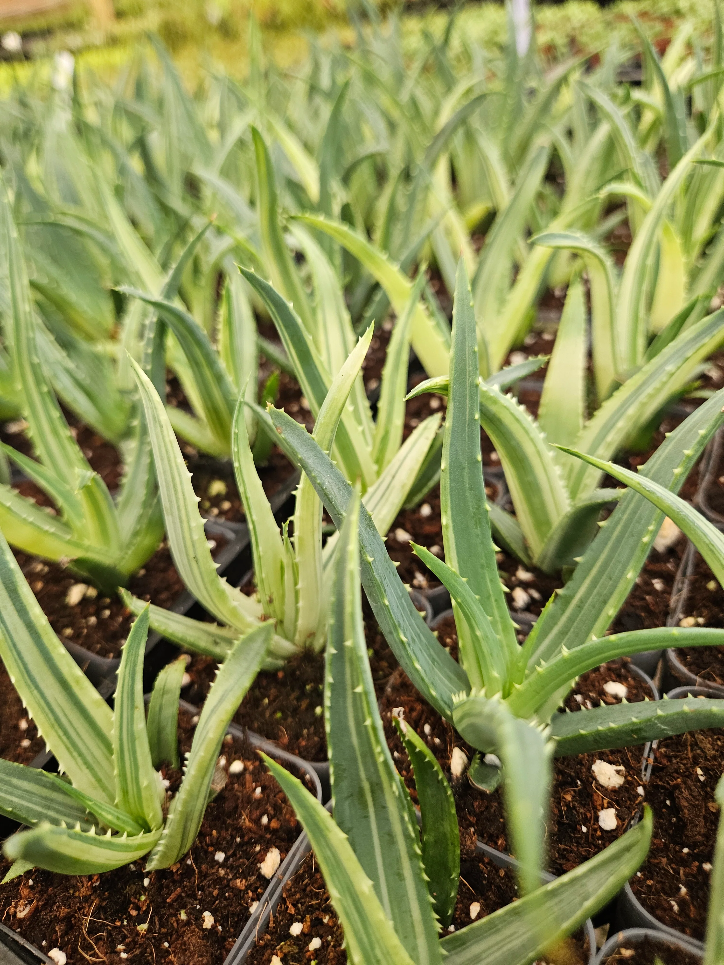 Aloe Solar Flare - Image 11