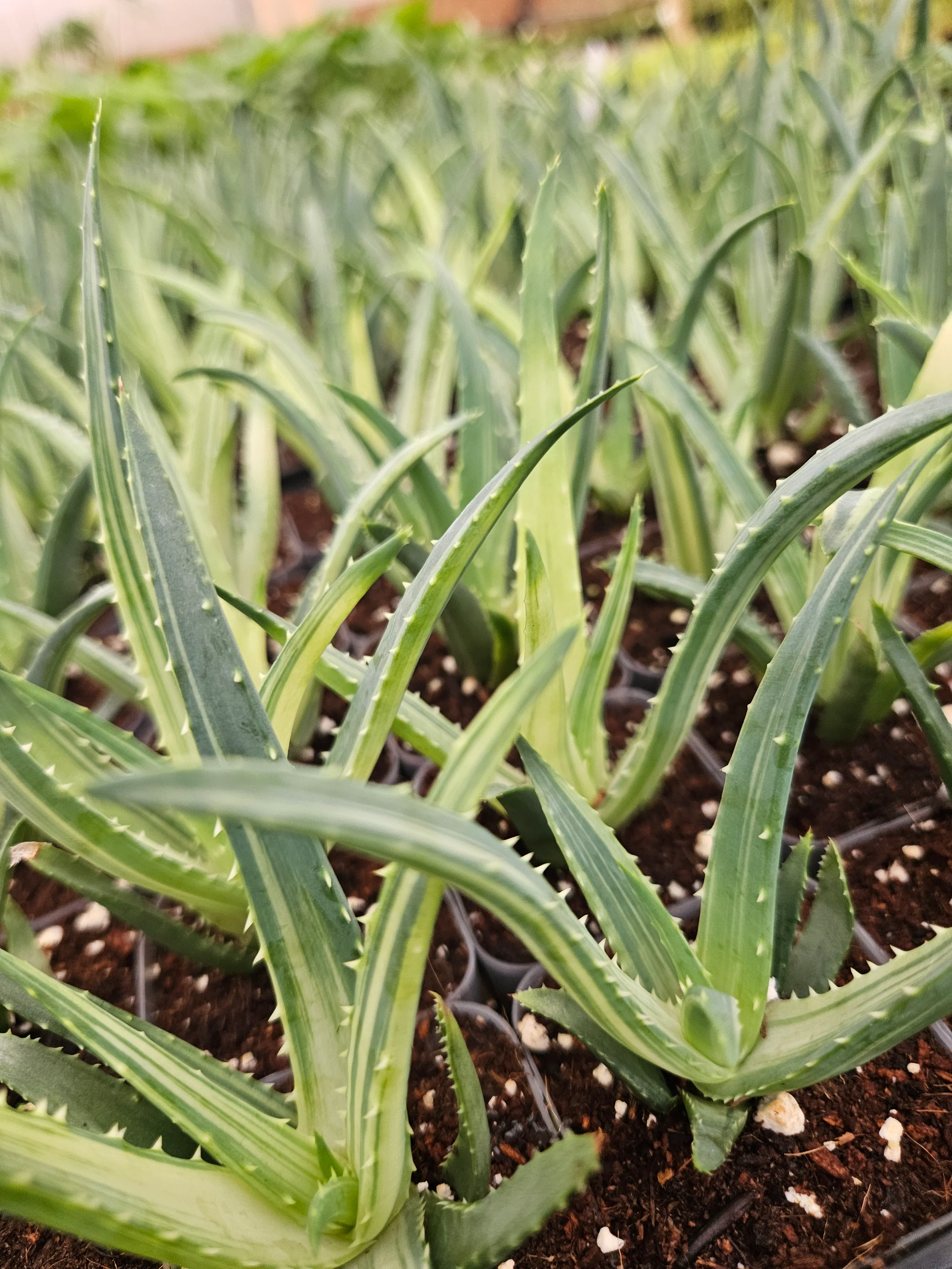 Aloe Solar Flare - Image 2