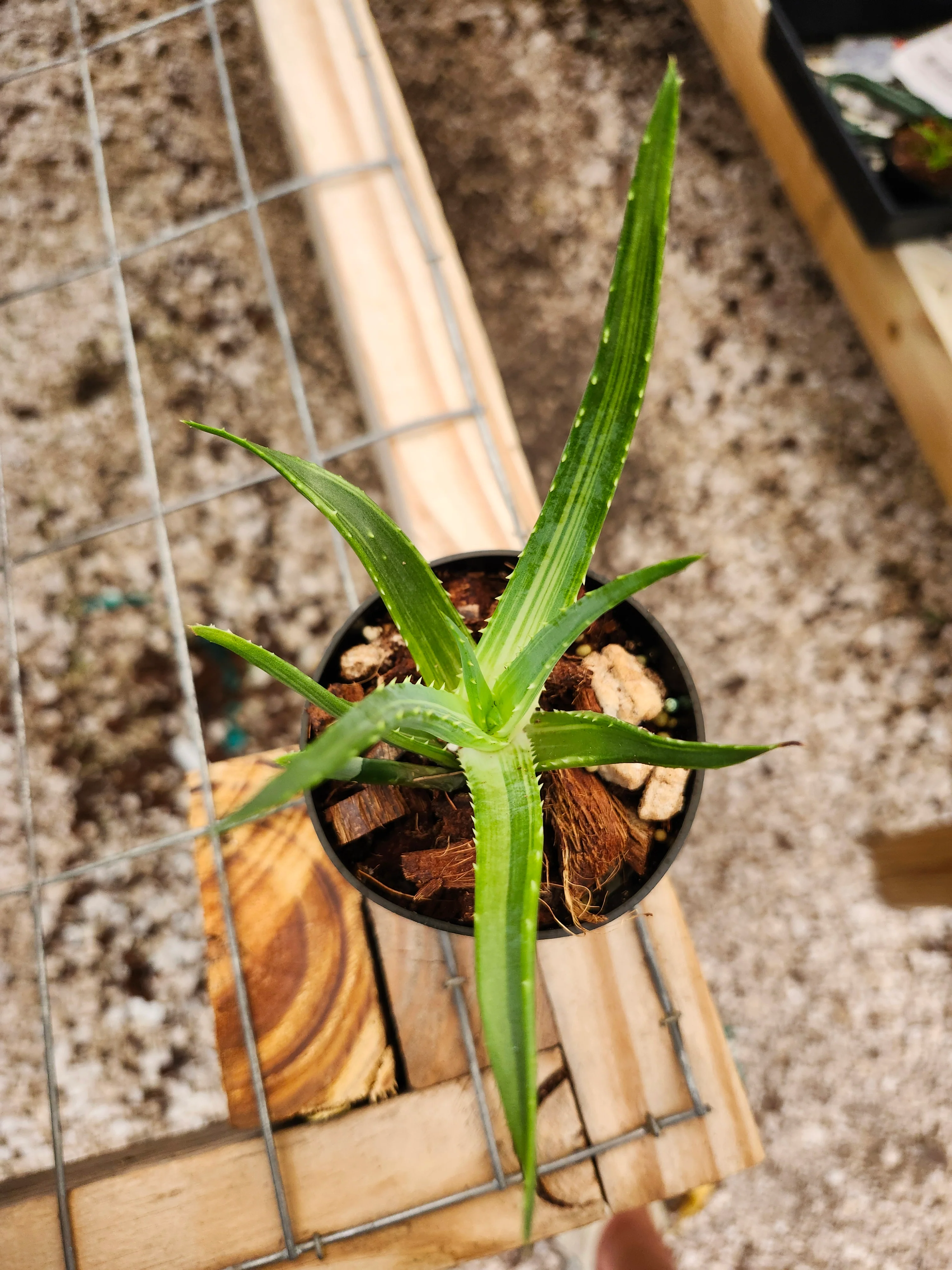Aloe Solar Flare - Image 3