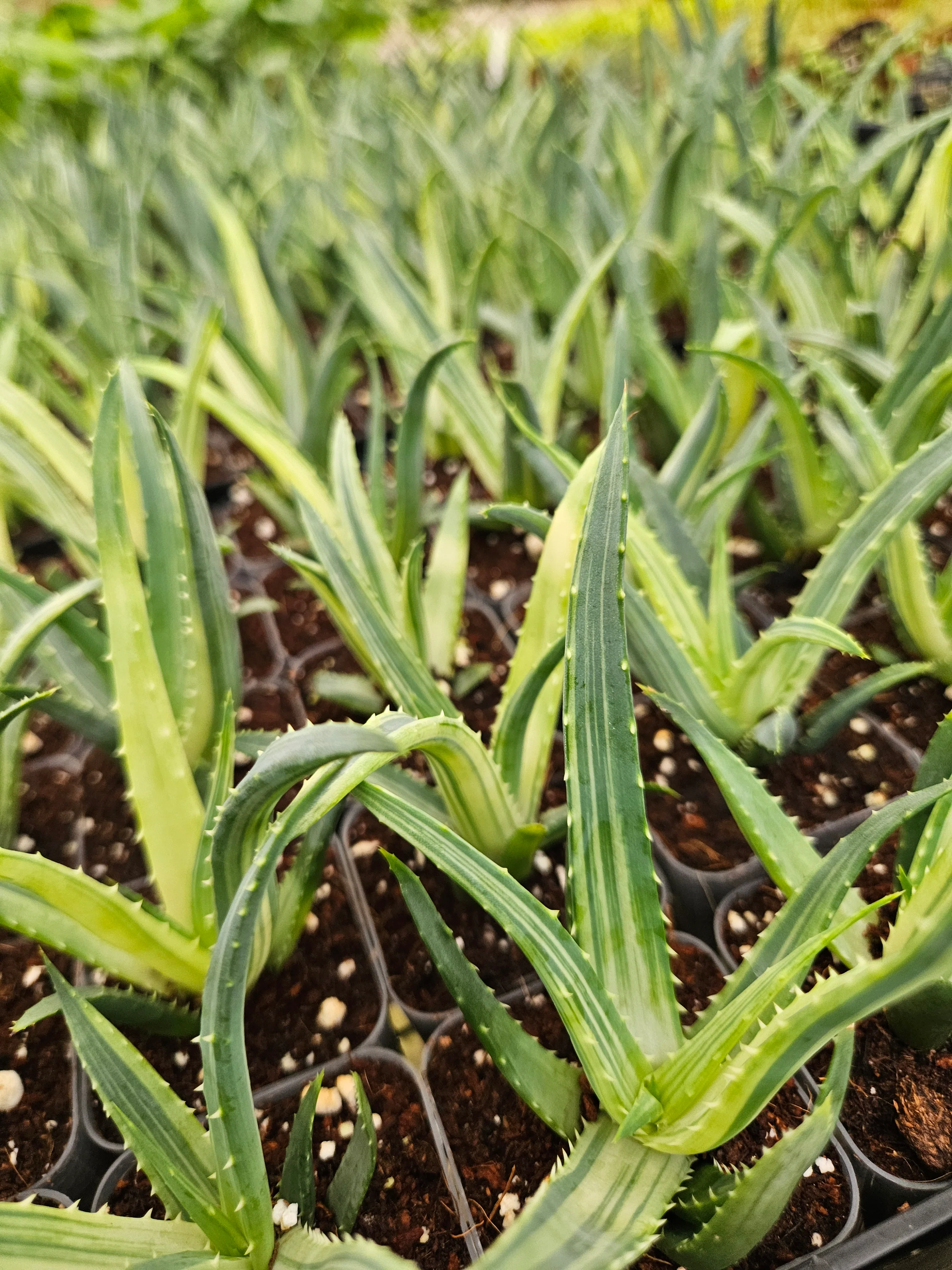 Aloe Solar Flare - Image 4