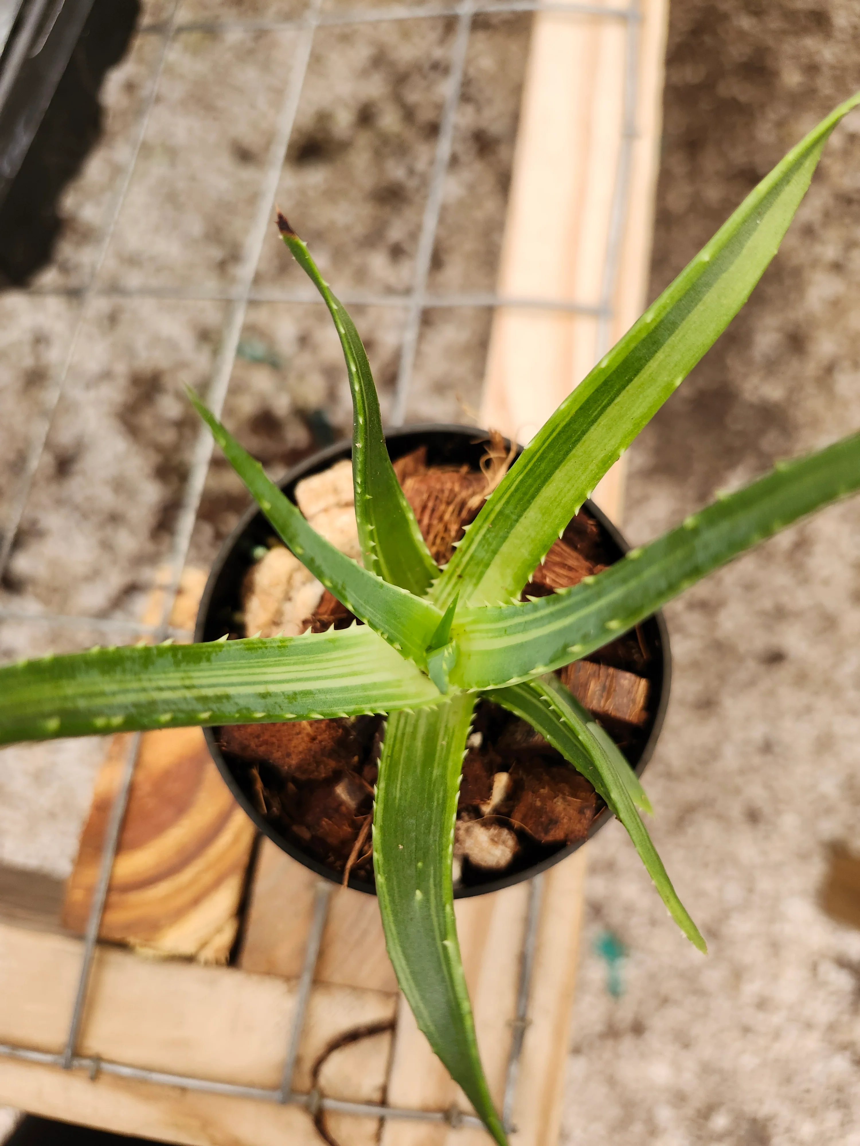 Aloe Solar Flare - Image 5