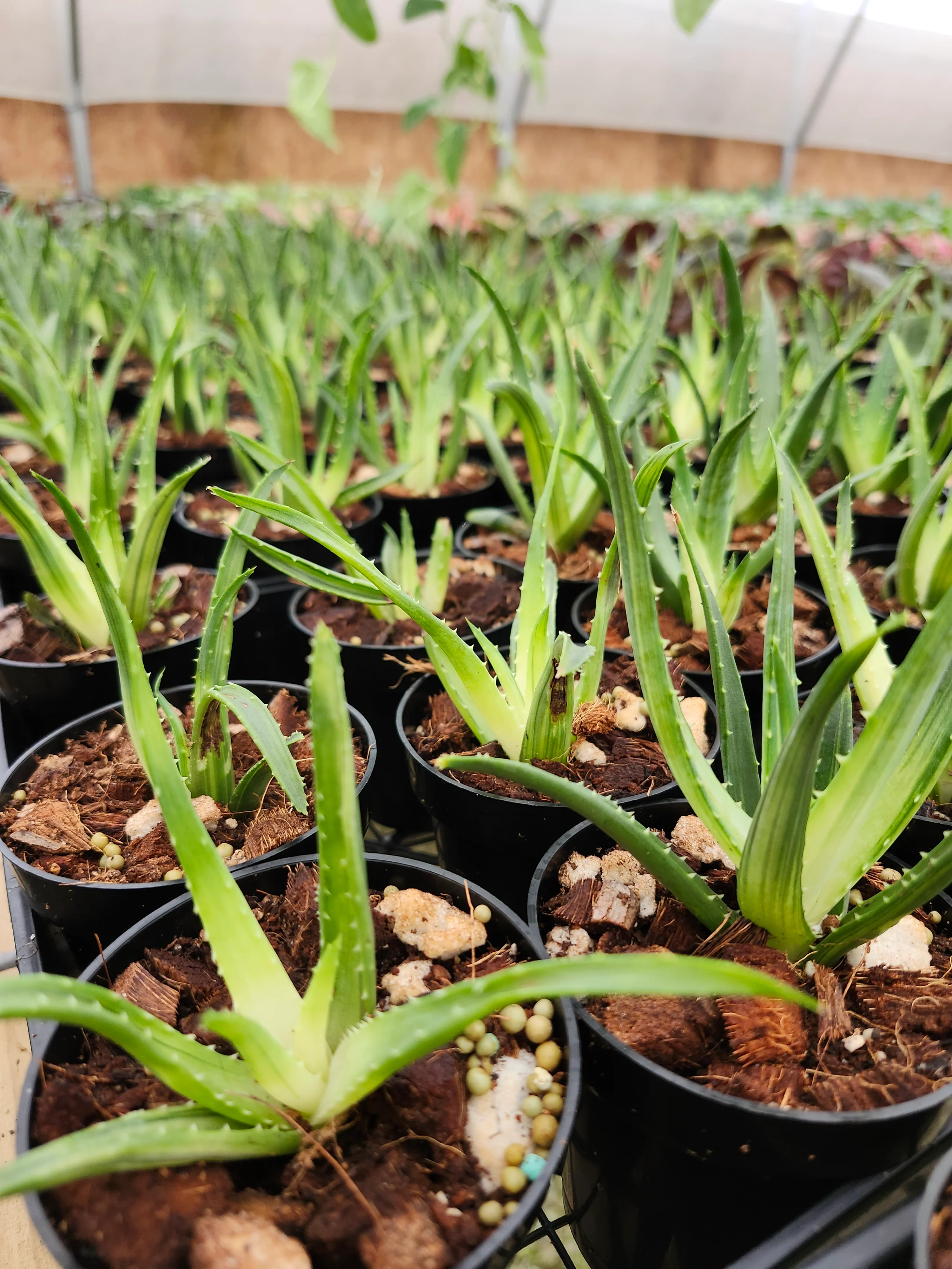 Aloe Solar Flare - Image 6