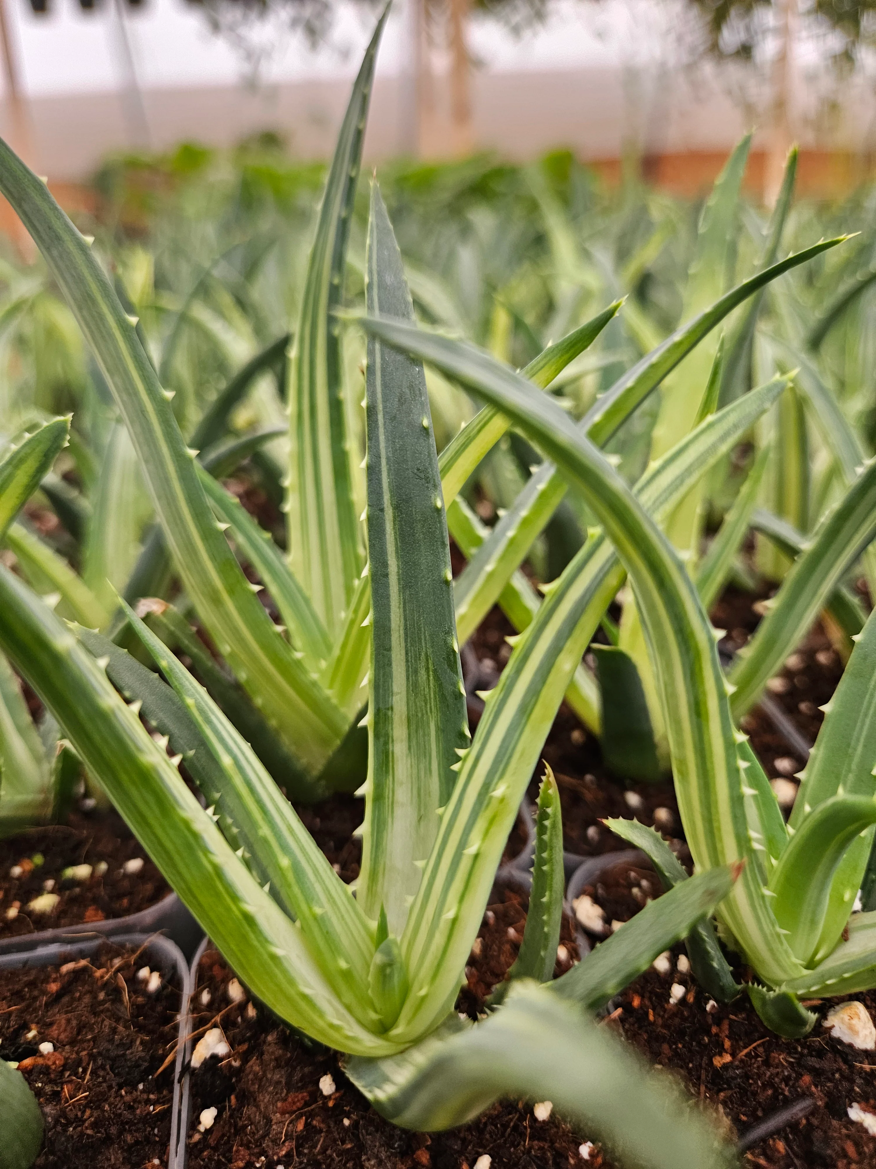 Aloe Solar Flare - Image 7