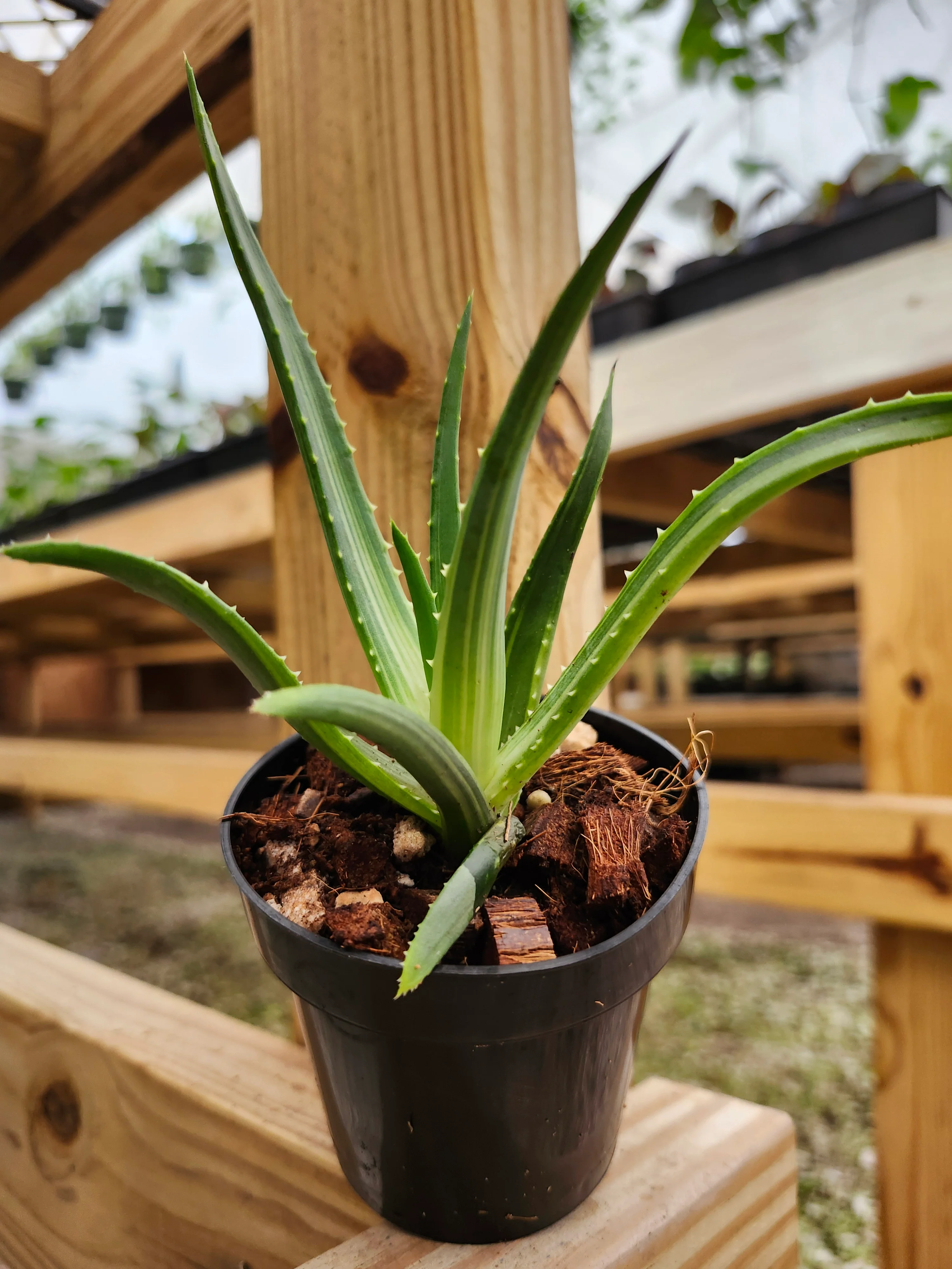 Aloe Solar Flare - Image 8