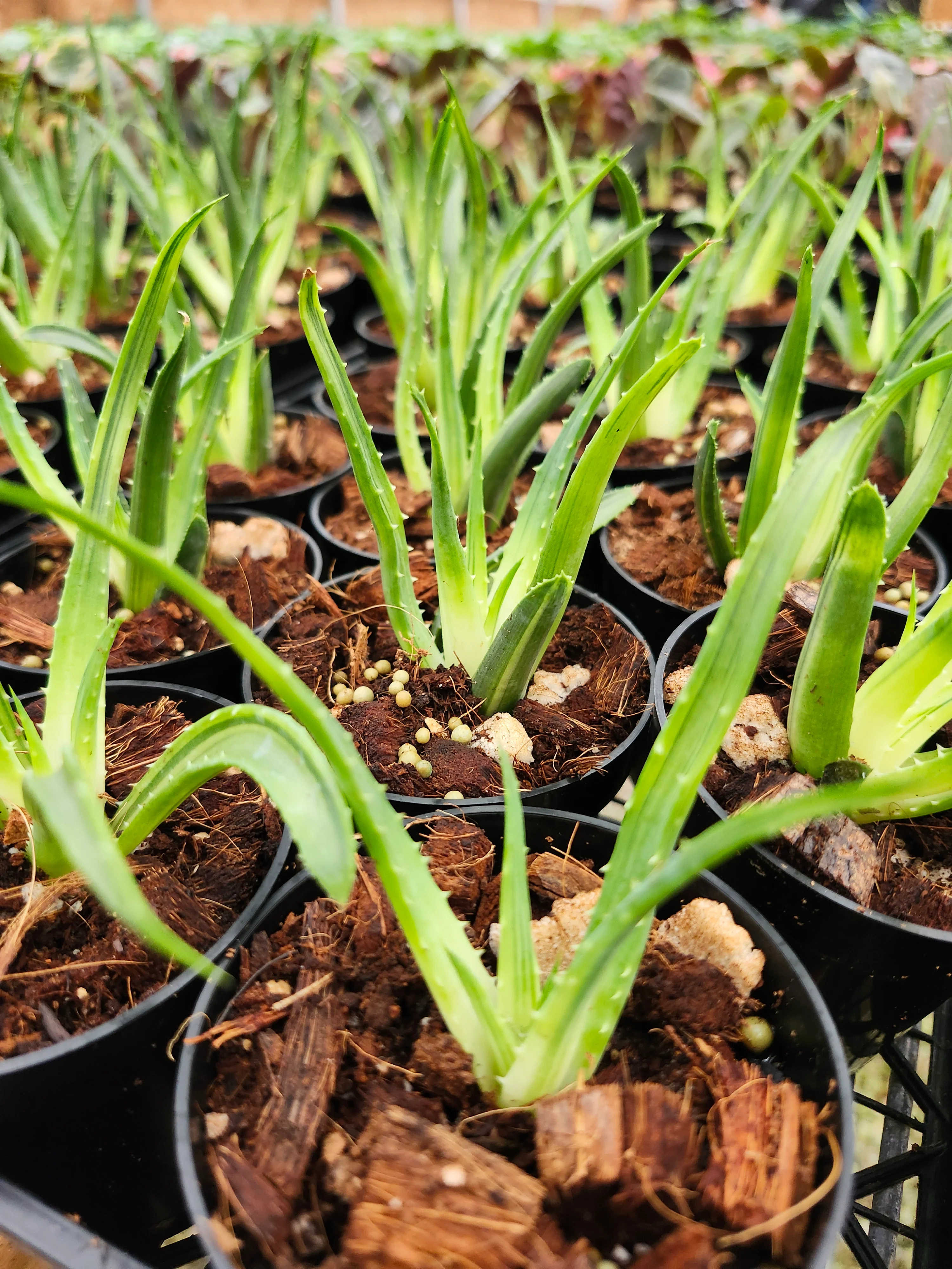 Aloe Solar Flare - Image 9