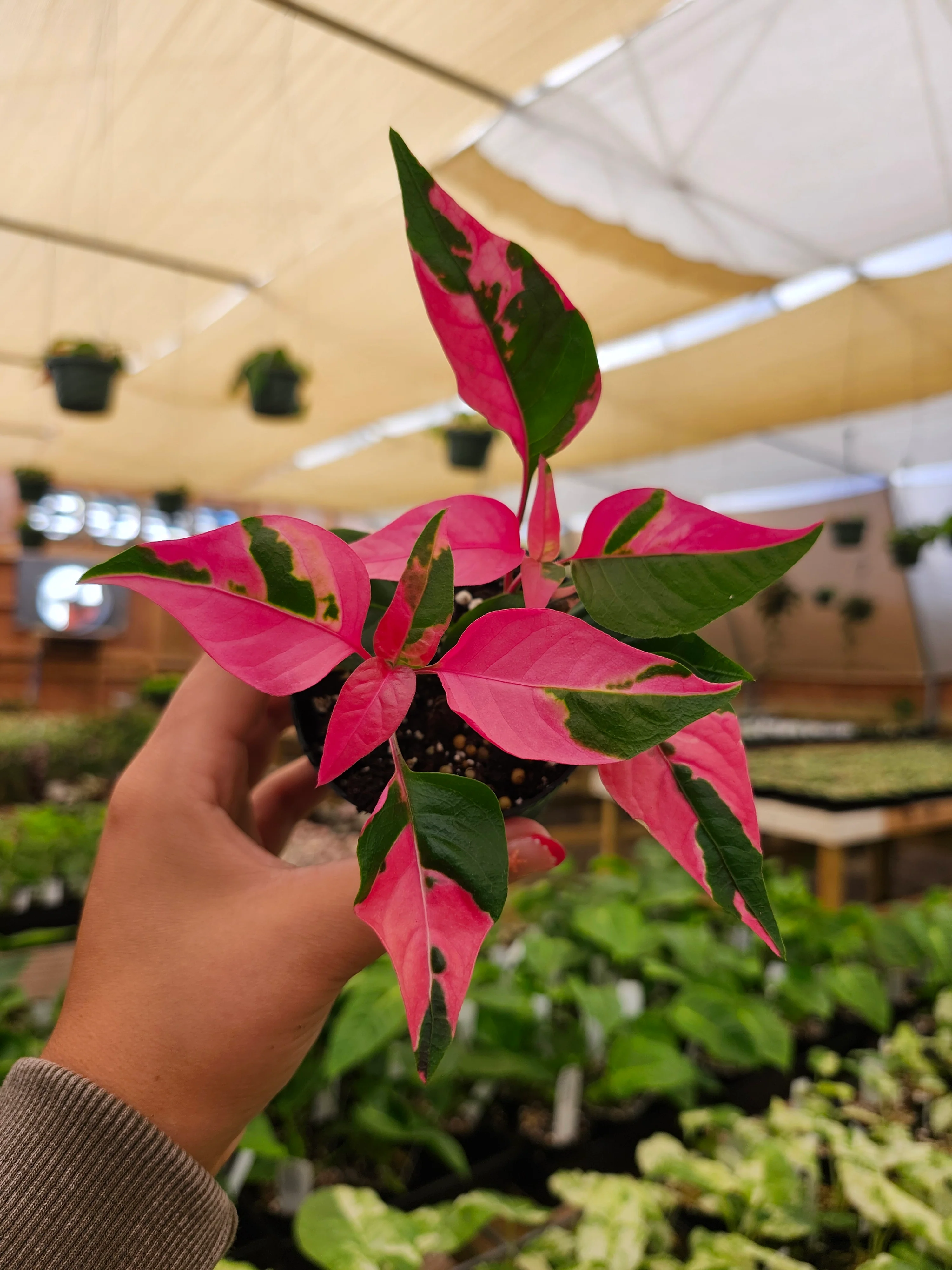 Alternanthera Ficoidea 'Partytime' - Image 3