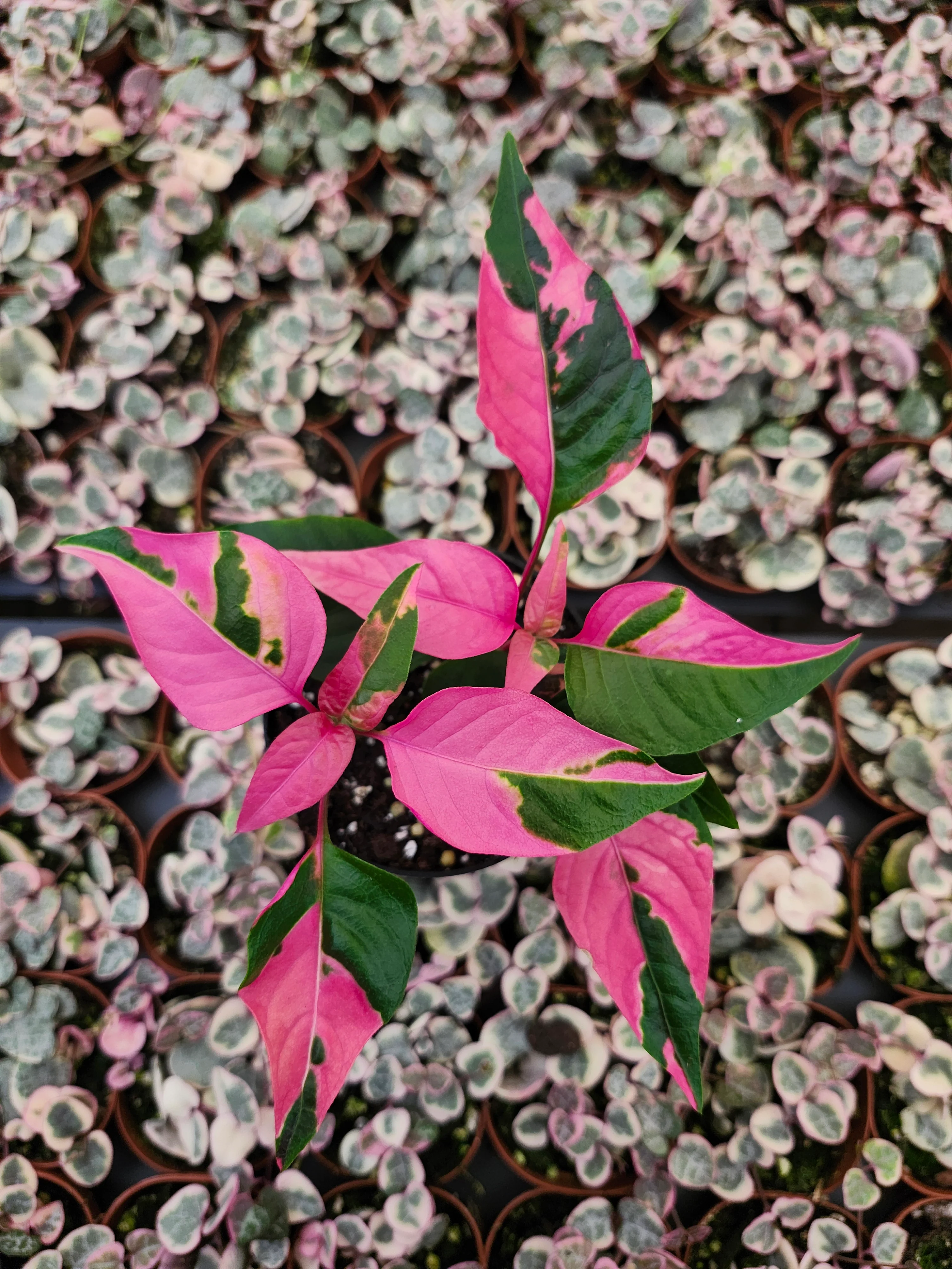 Alternanthera Ficoidea 'Partytime' - Image 4