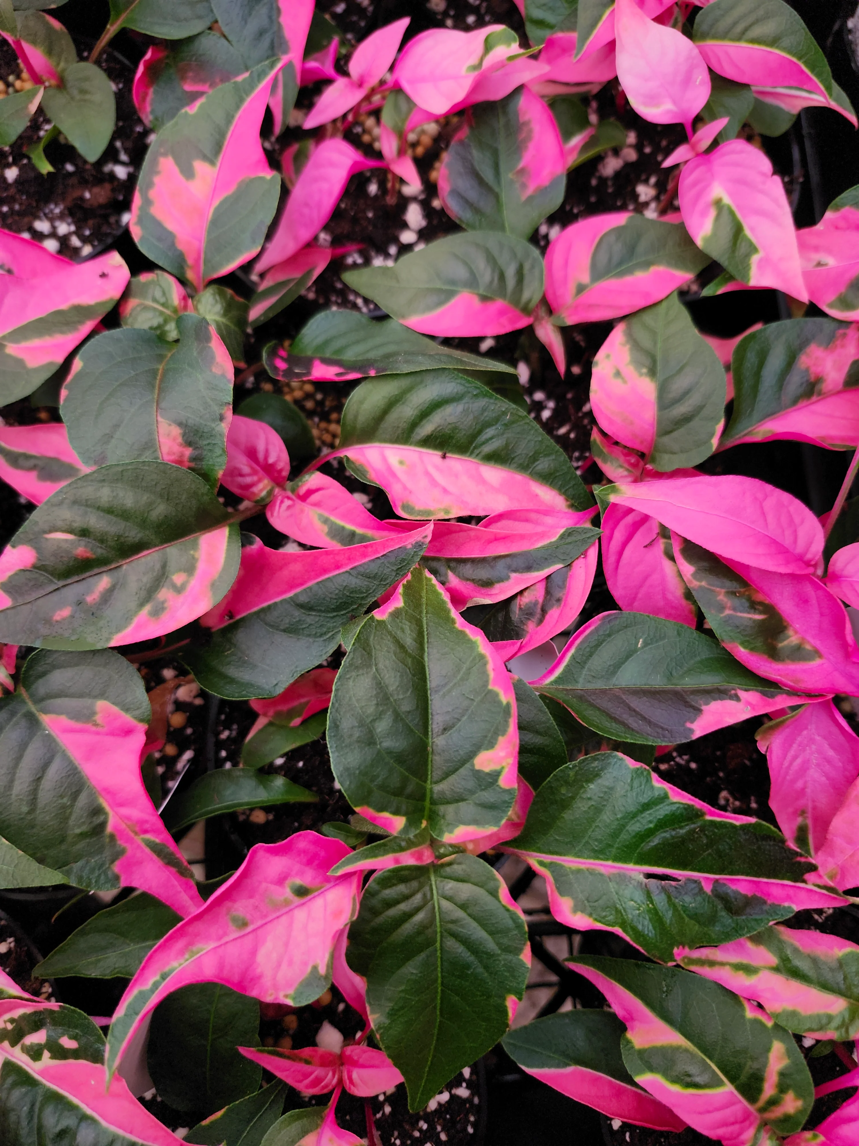 Alternanthera Ficoidea 'Partytime' - Image 5