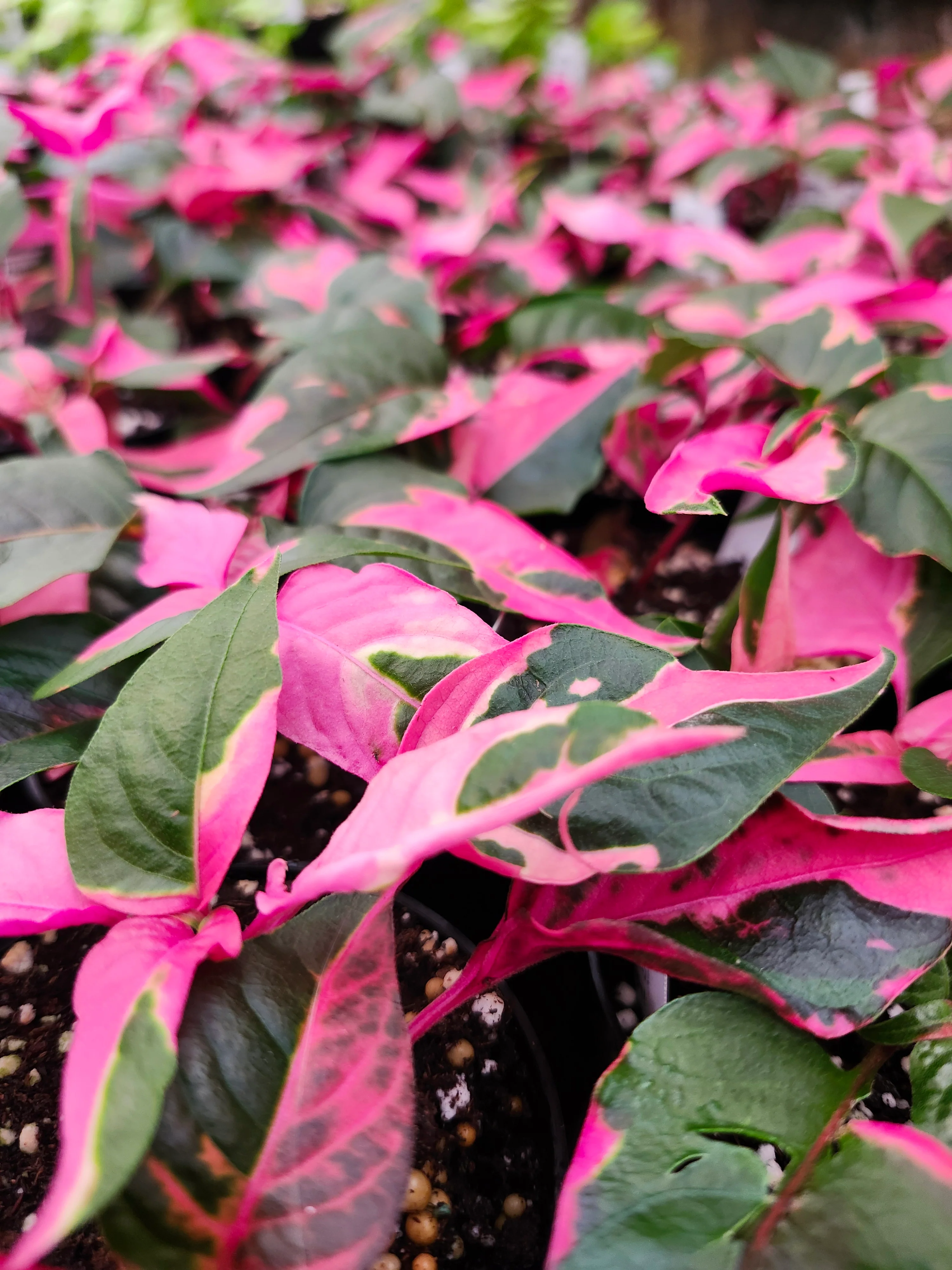 Alternanthera Ficoidea 'Partytime' - Image 7
