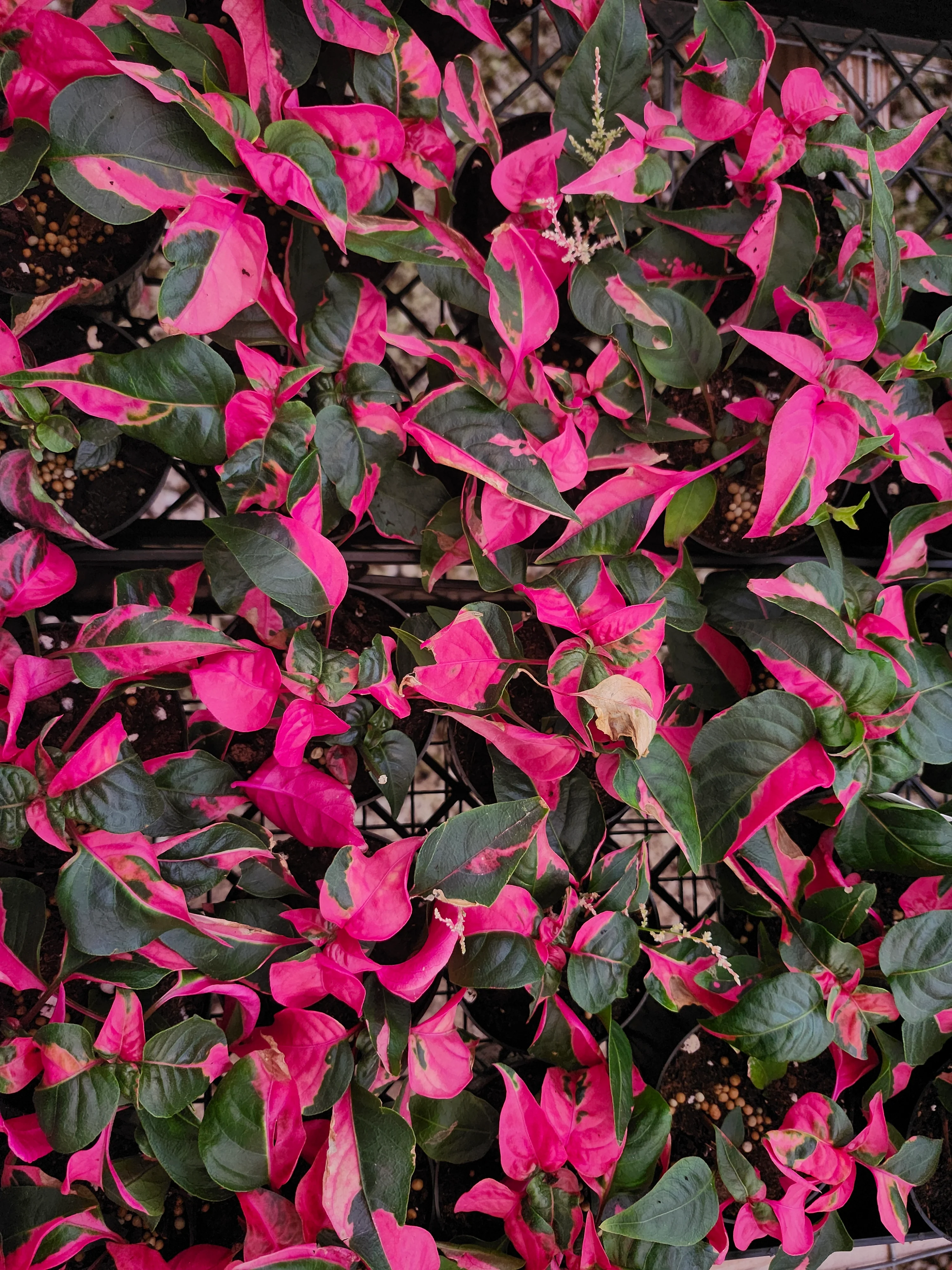 Alternanthera Ficoidea 'Partytime' - Image 8