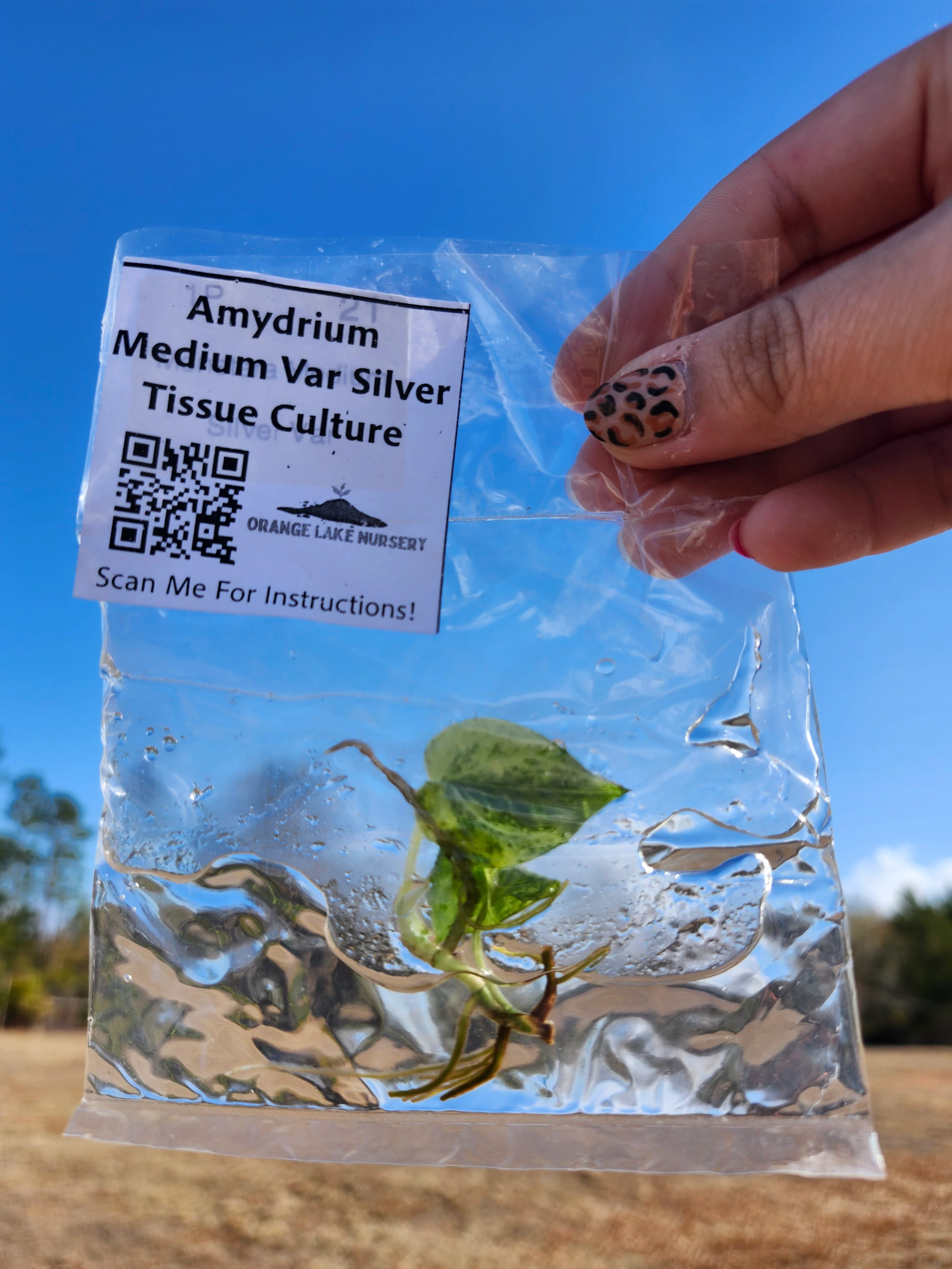 Amydrium Medium Silver Variegated Tissue Culture - Image 6
