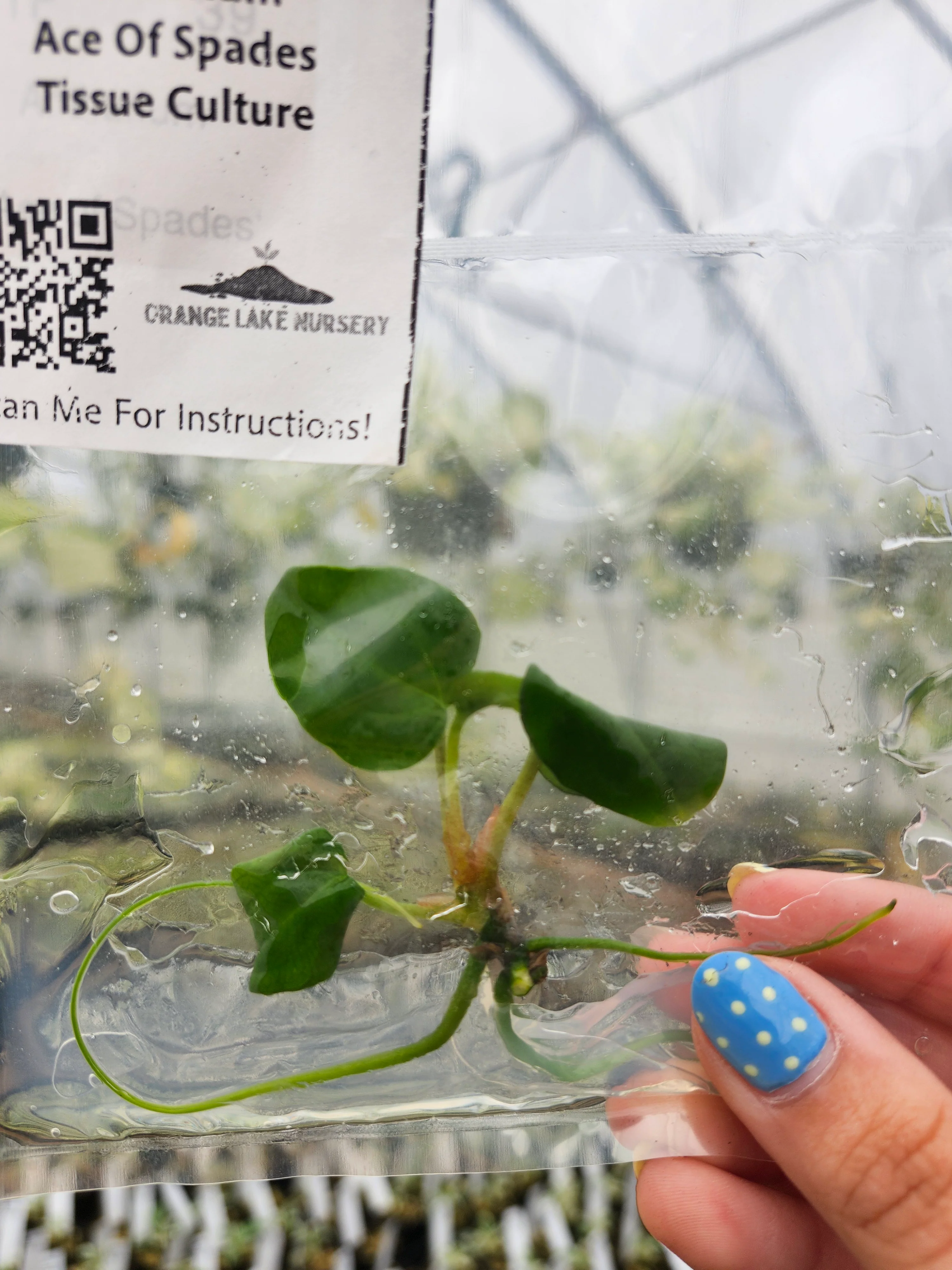 Anthurium Ace Of Spades Tissue Culture